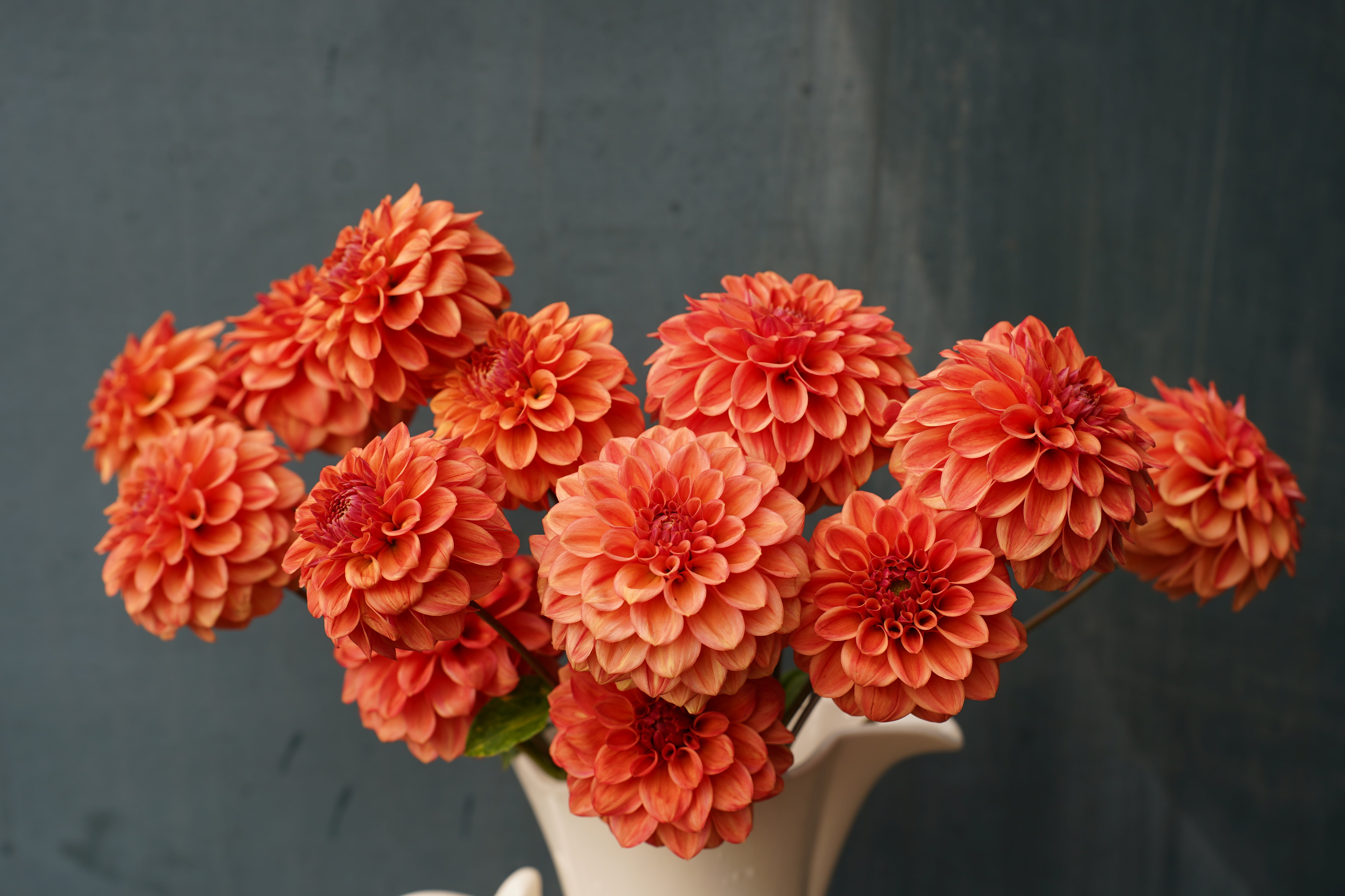 Ice Tea Dahlia Tuber