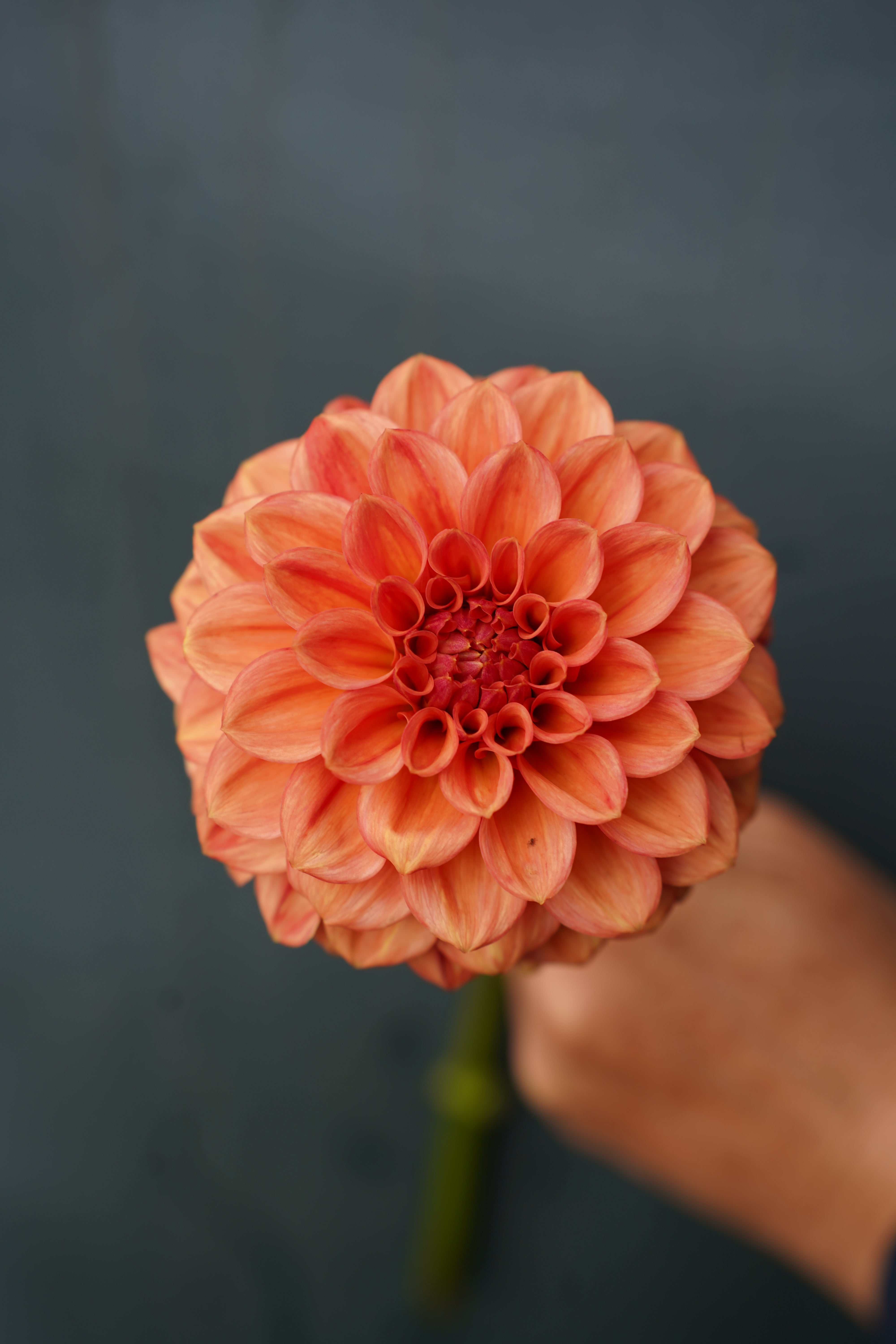 Ice Tea Dahlia Tuber