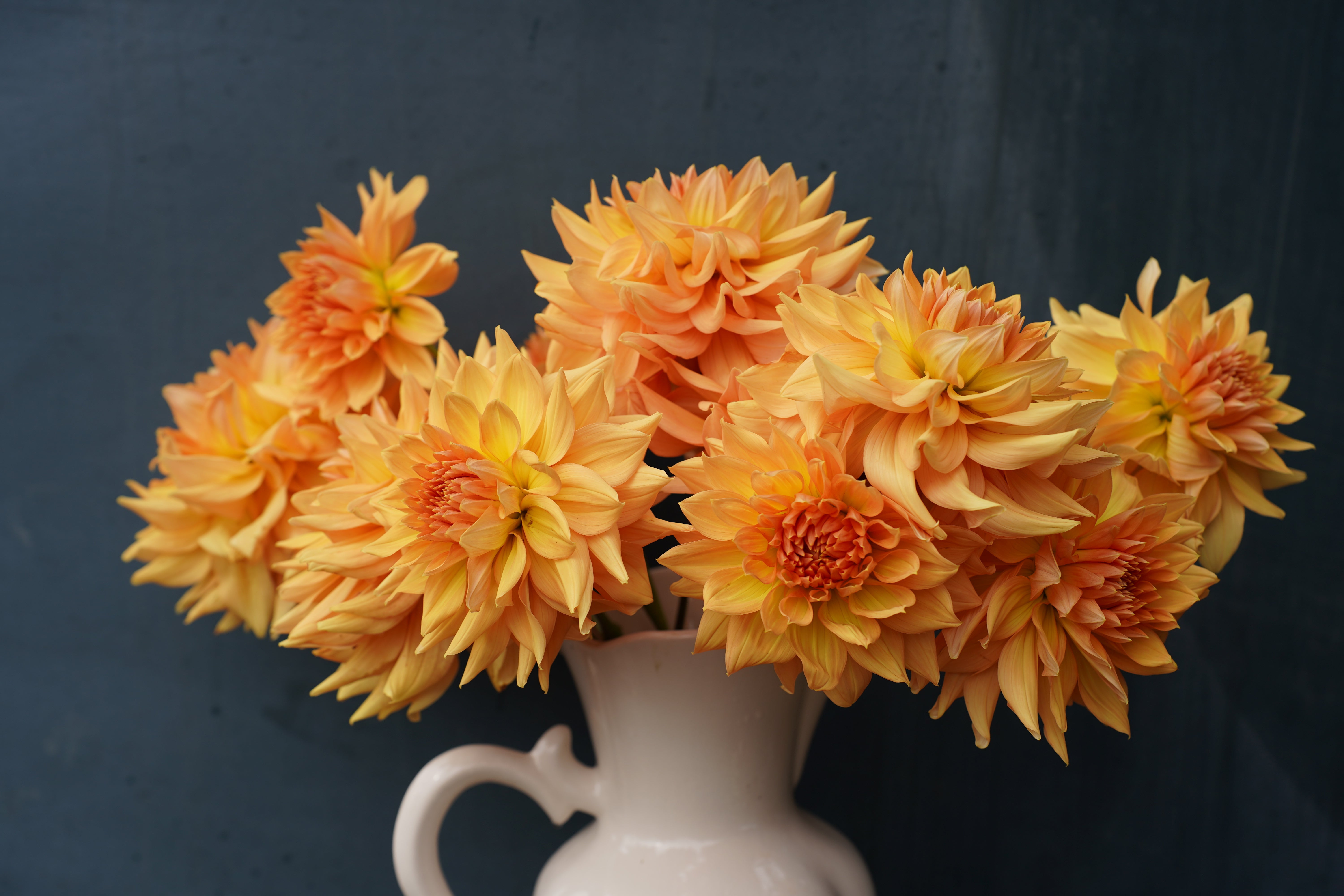 Honeymoon Dahlia Tuber