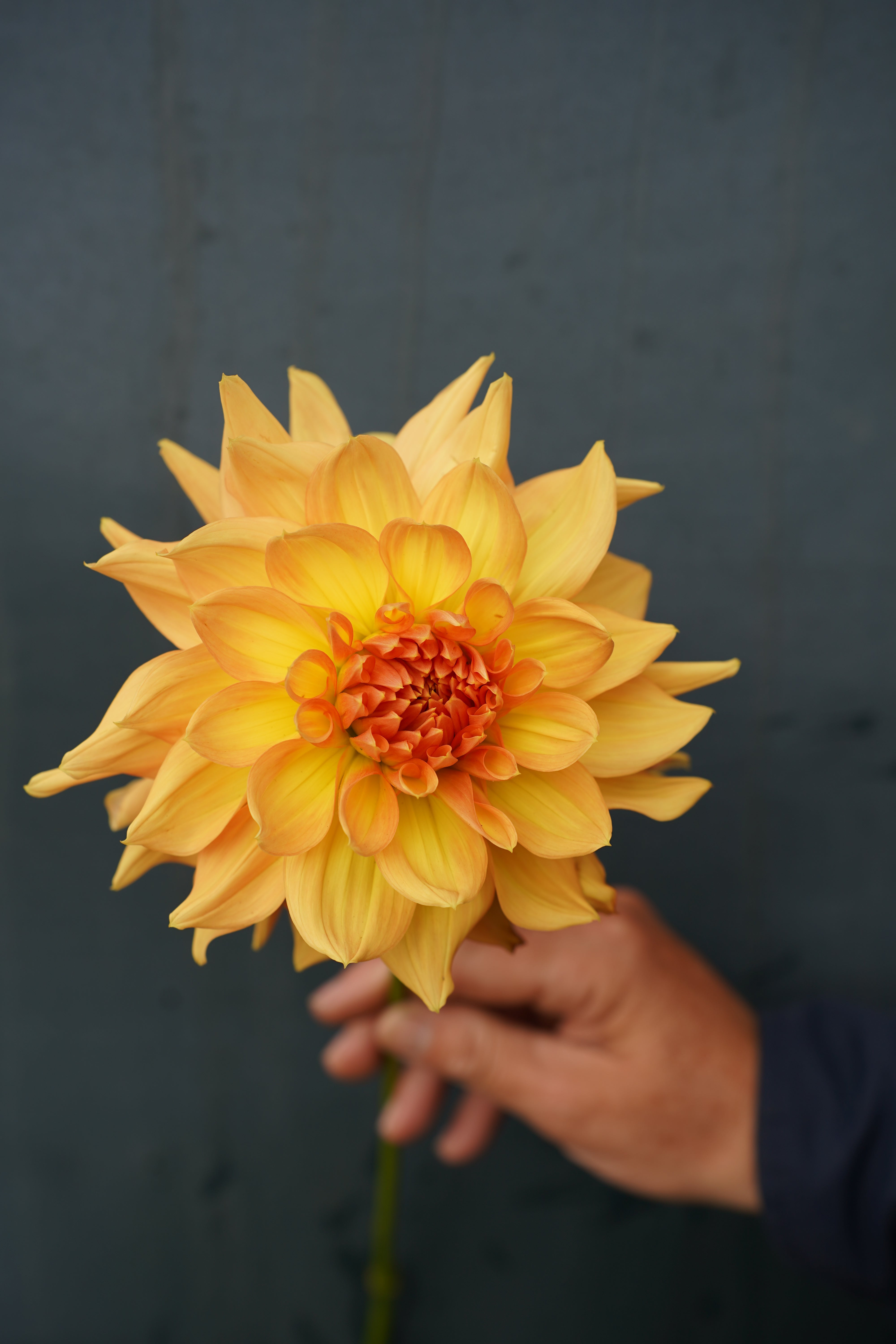 Honeymoon Dahlia Tuber