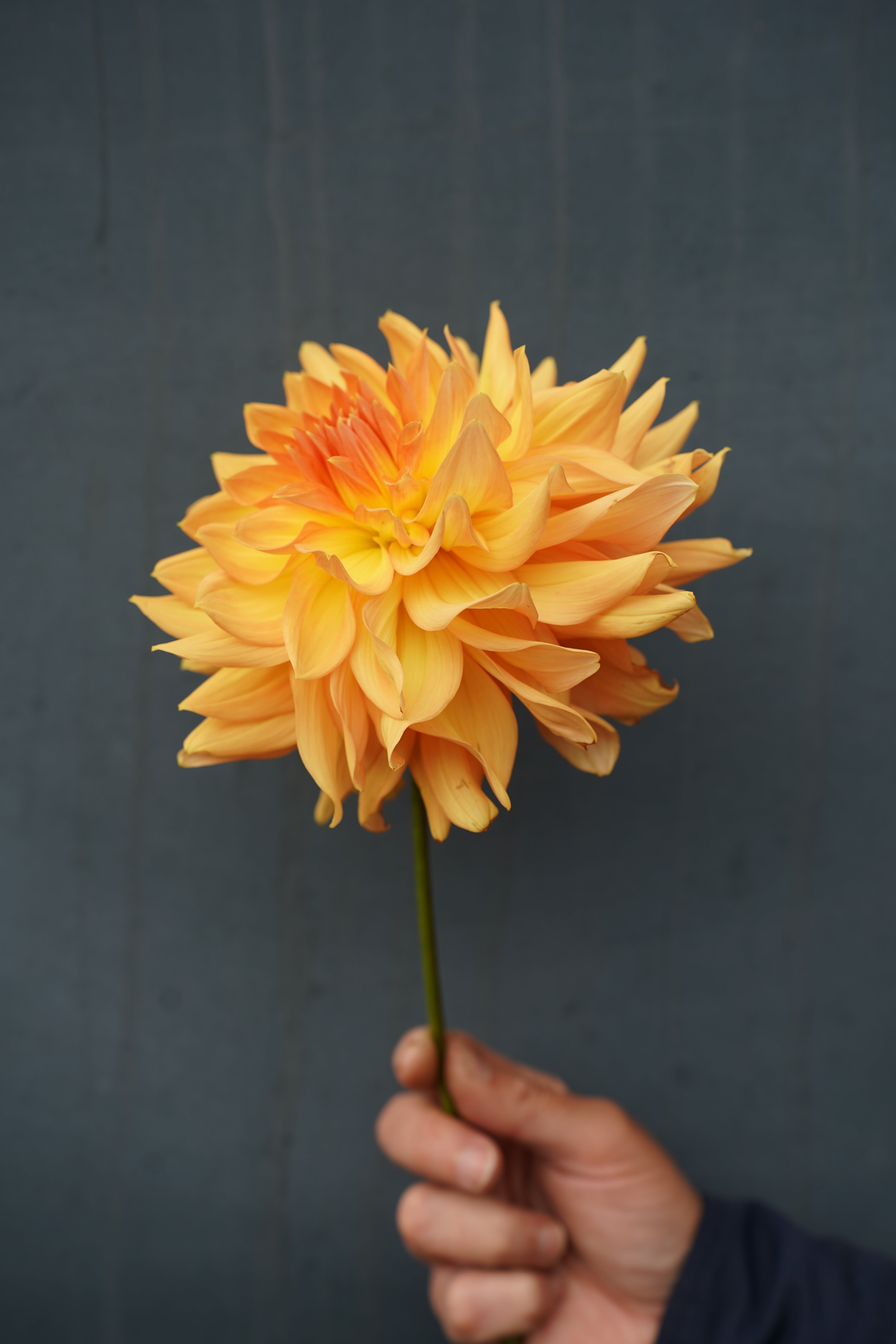 Honeymoon Dahlia Tuber