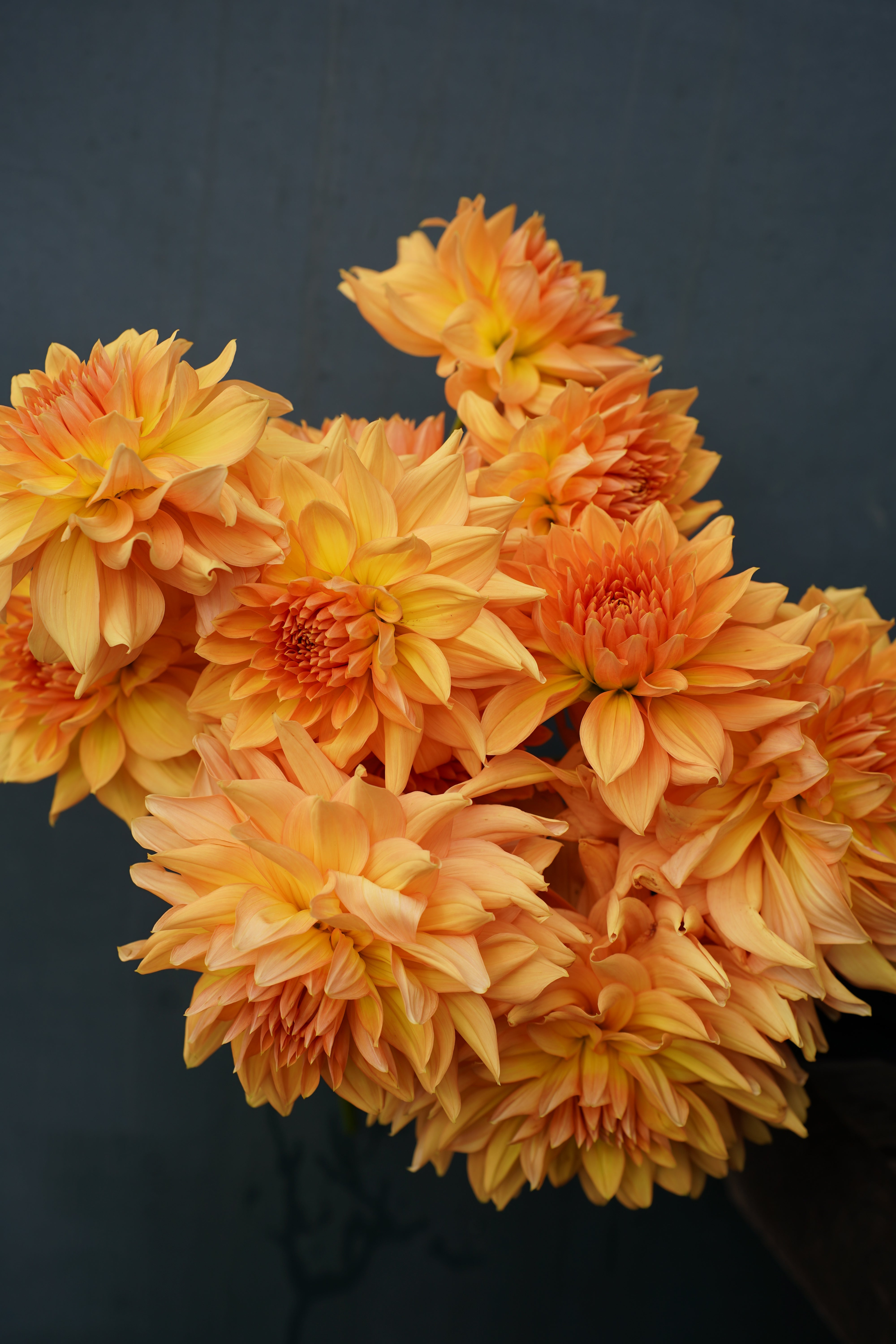 Honeymoon Dahlia Tuber