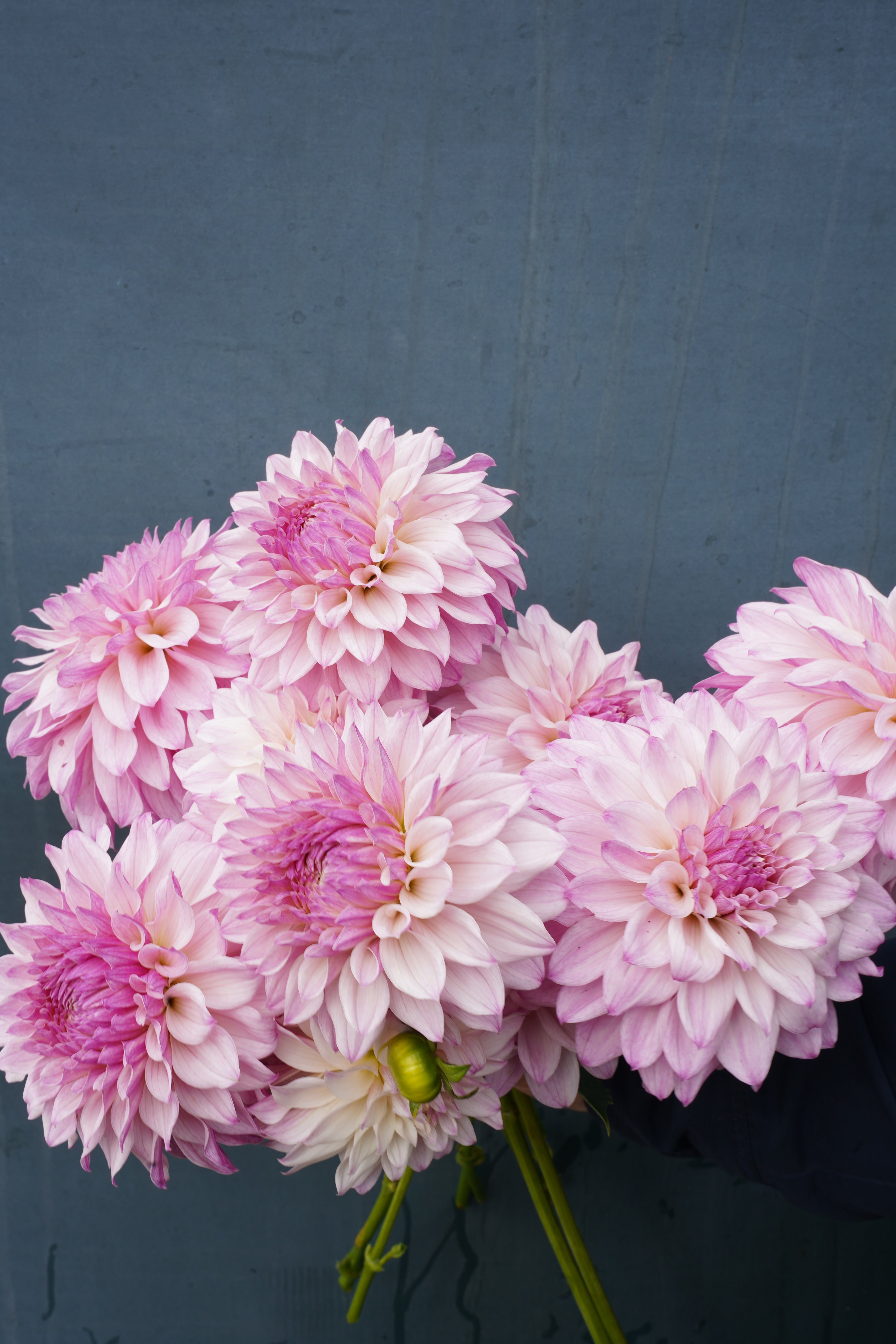 Bloomquist Compare Dahlia Tuber