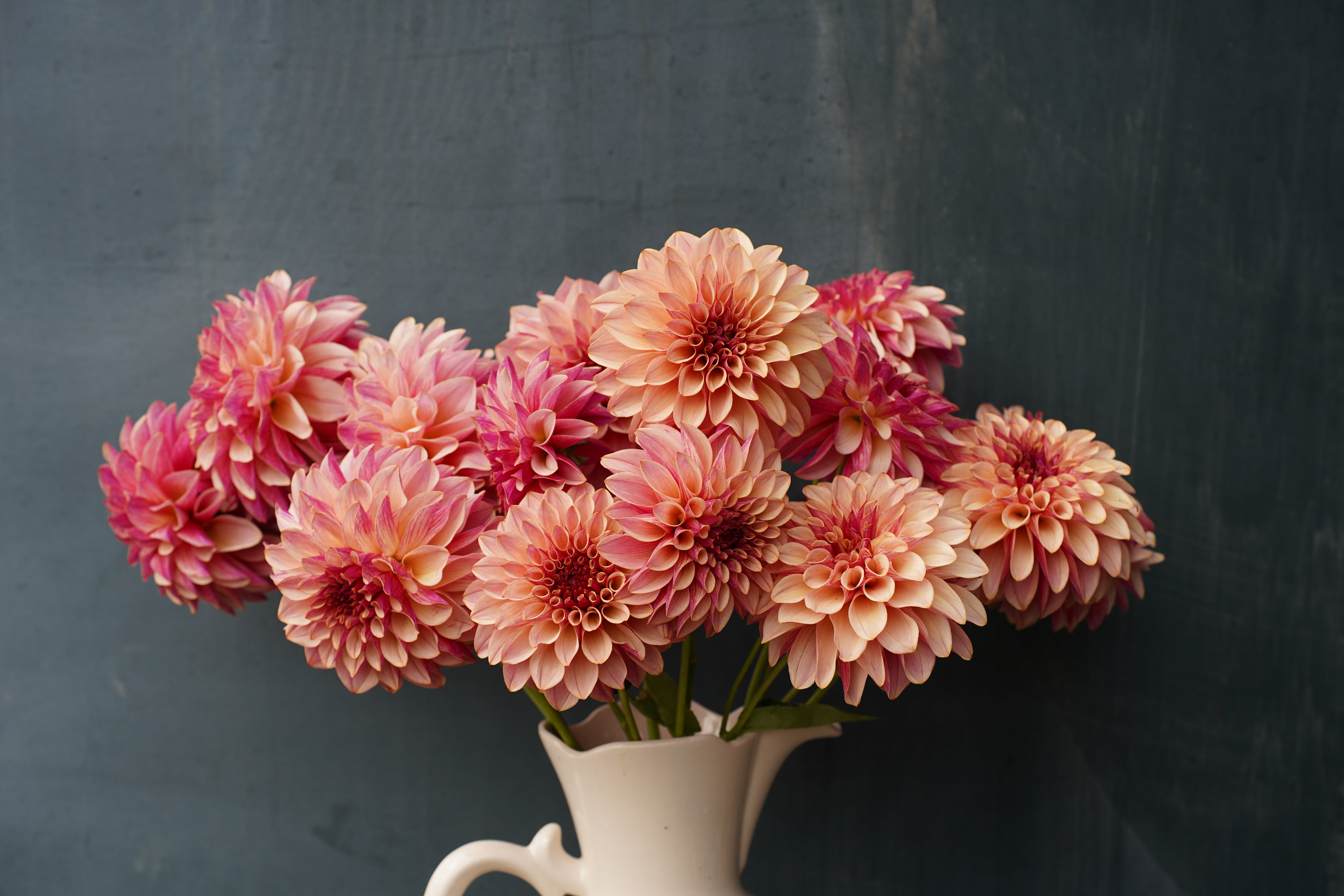 KA's® Cafe Mauve Dahlia Tuber