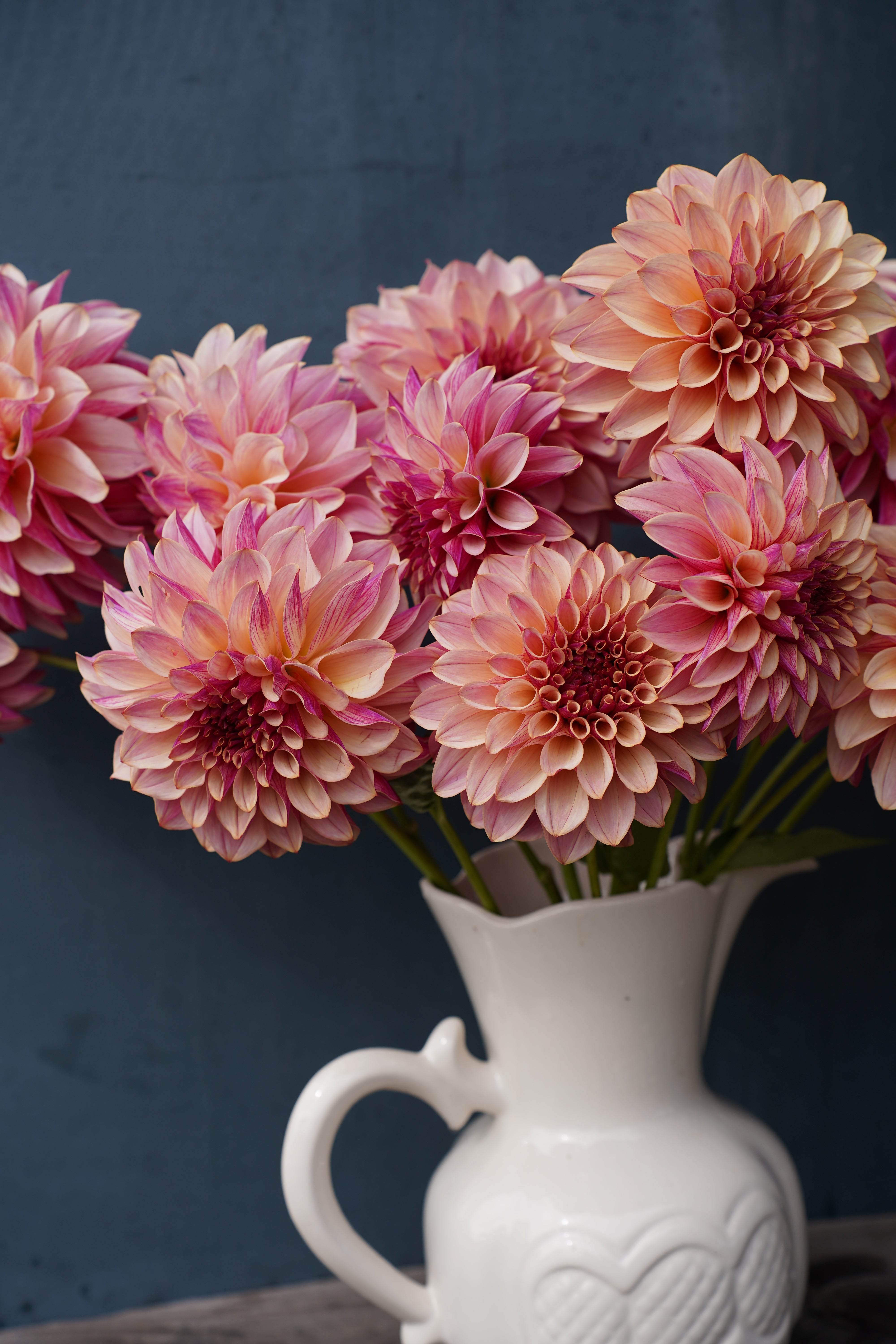 KA's® Cafe Mauve Dahlia Tuber