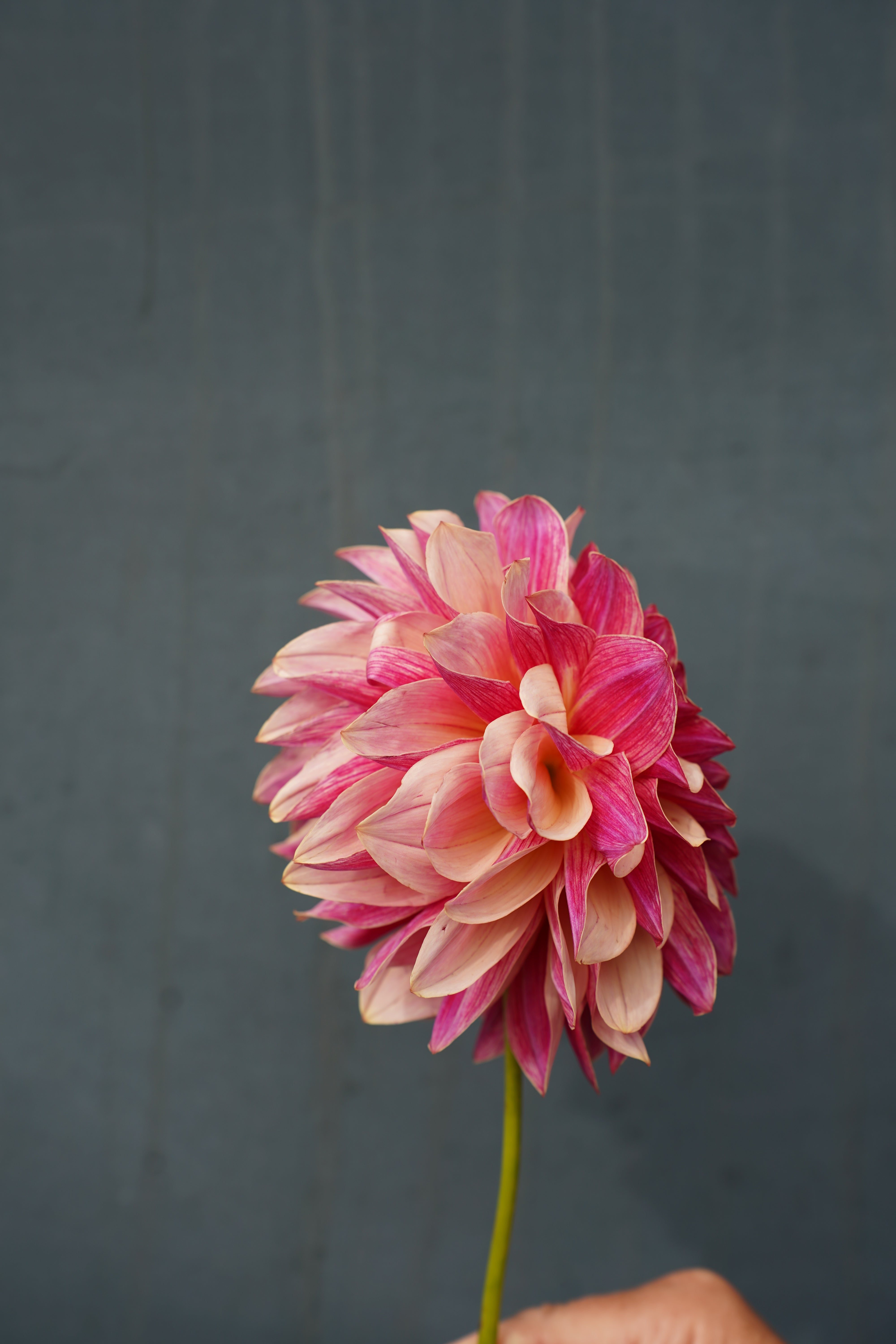 KA's® Cafe Mauve Dahlia Tuber