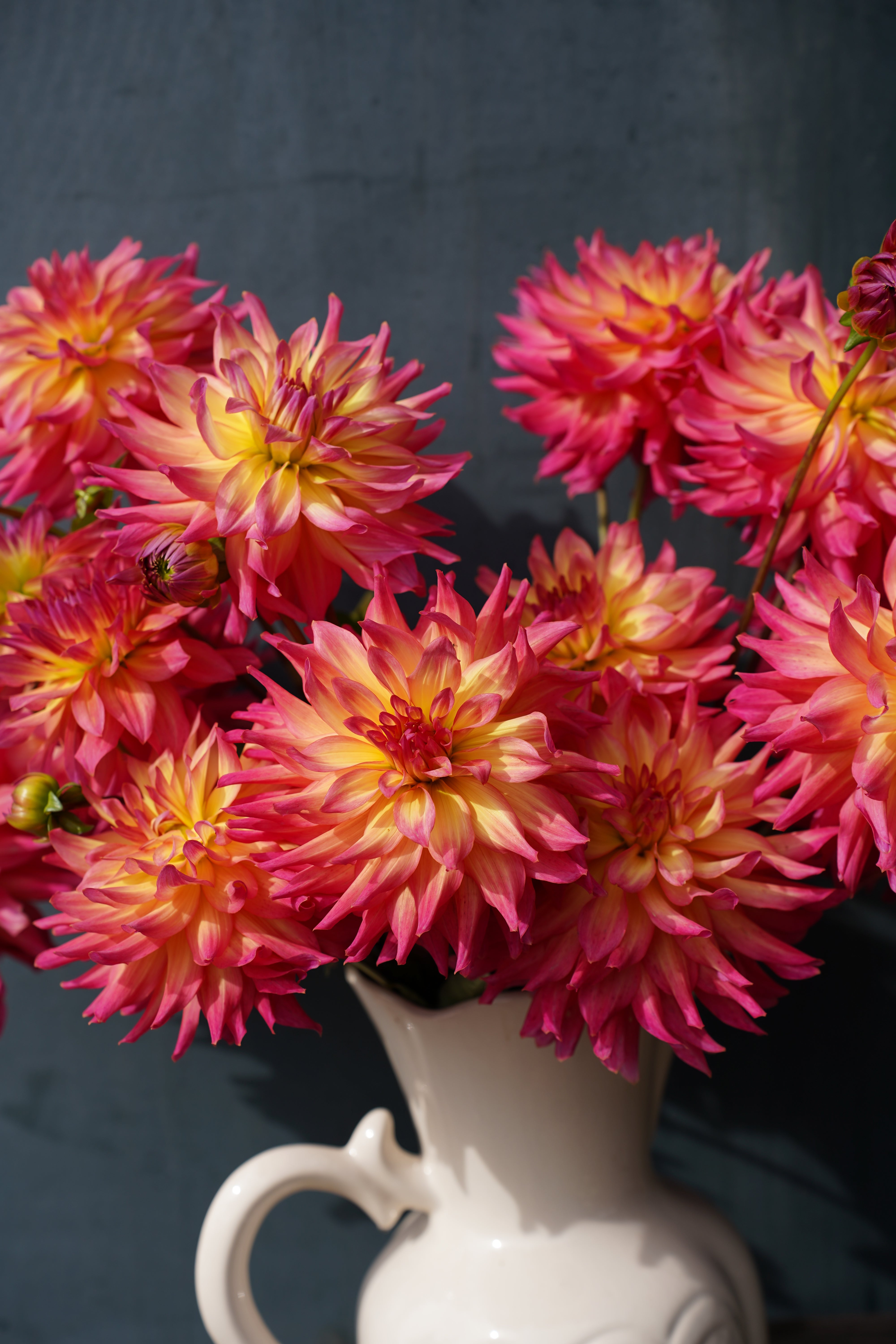 Bloomquist Dawn Dahlia Tuber
