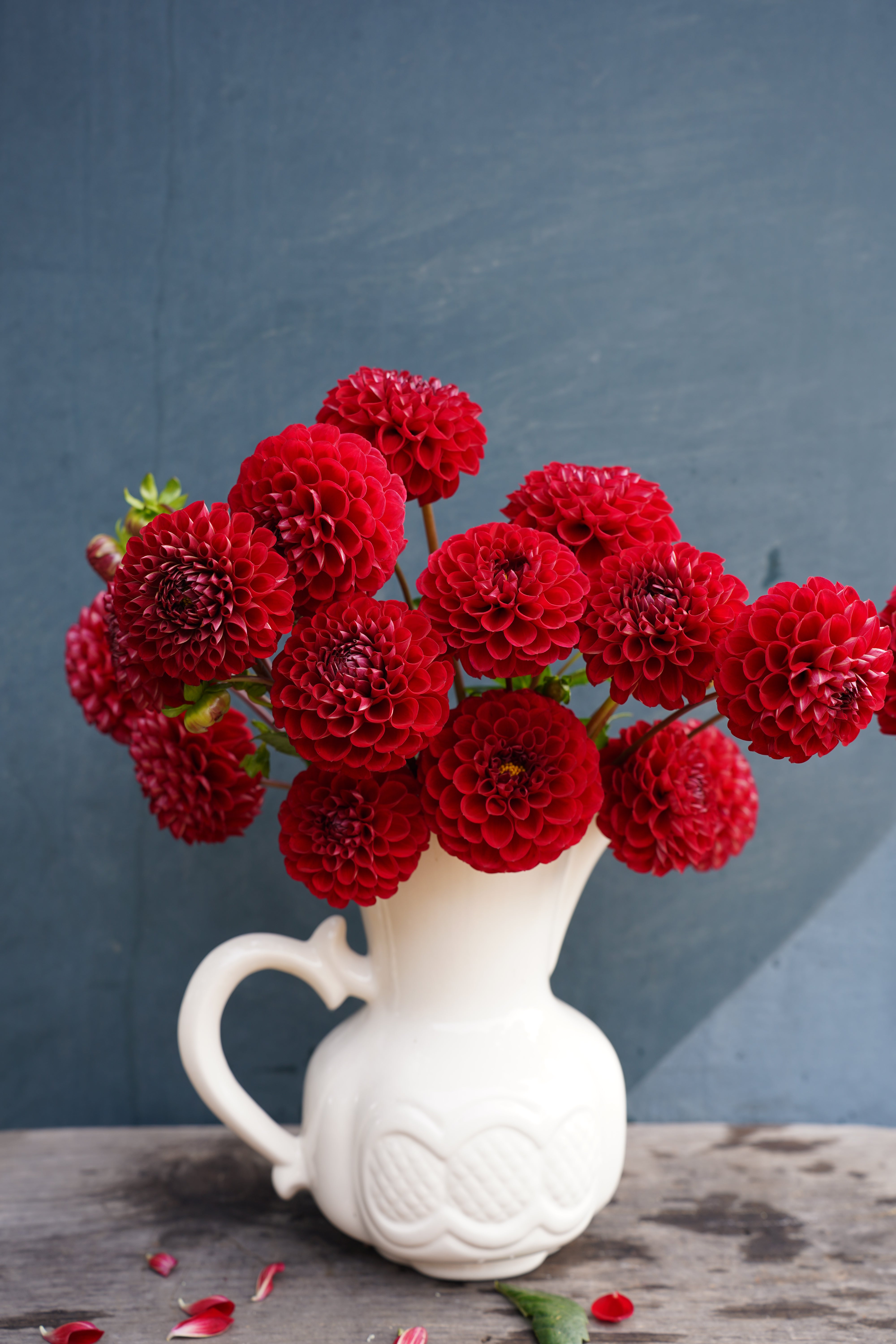Cornel Dahlia Tuber