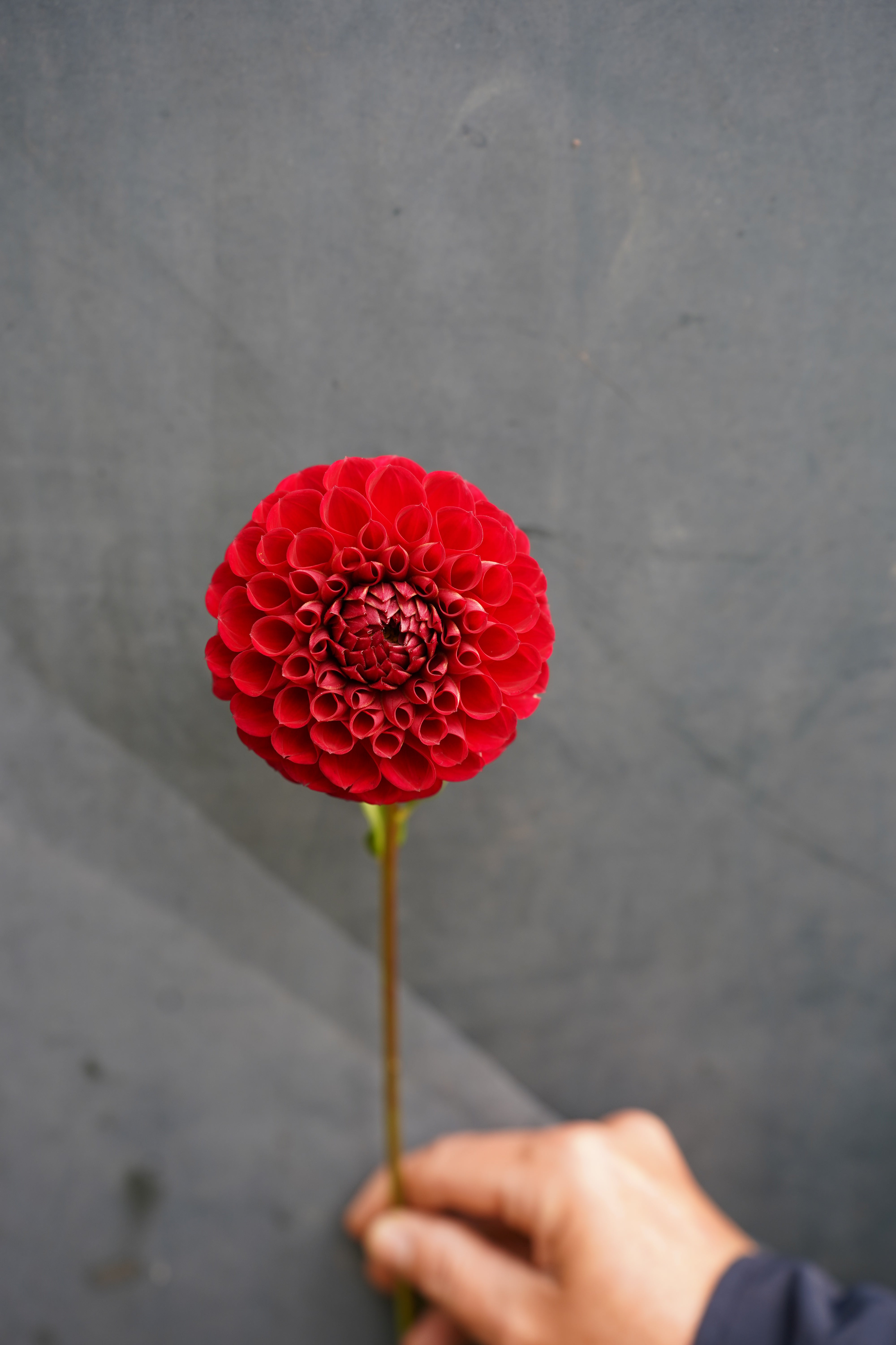 Cornel Dahlia Tuber