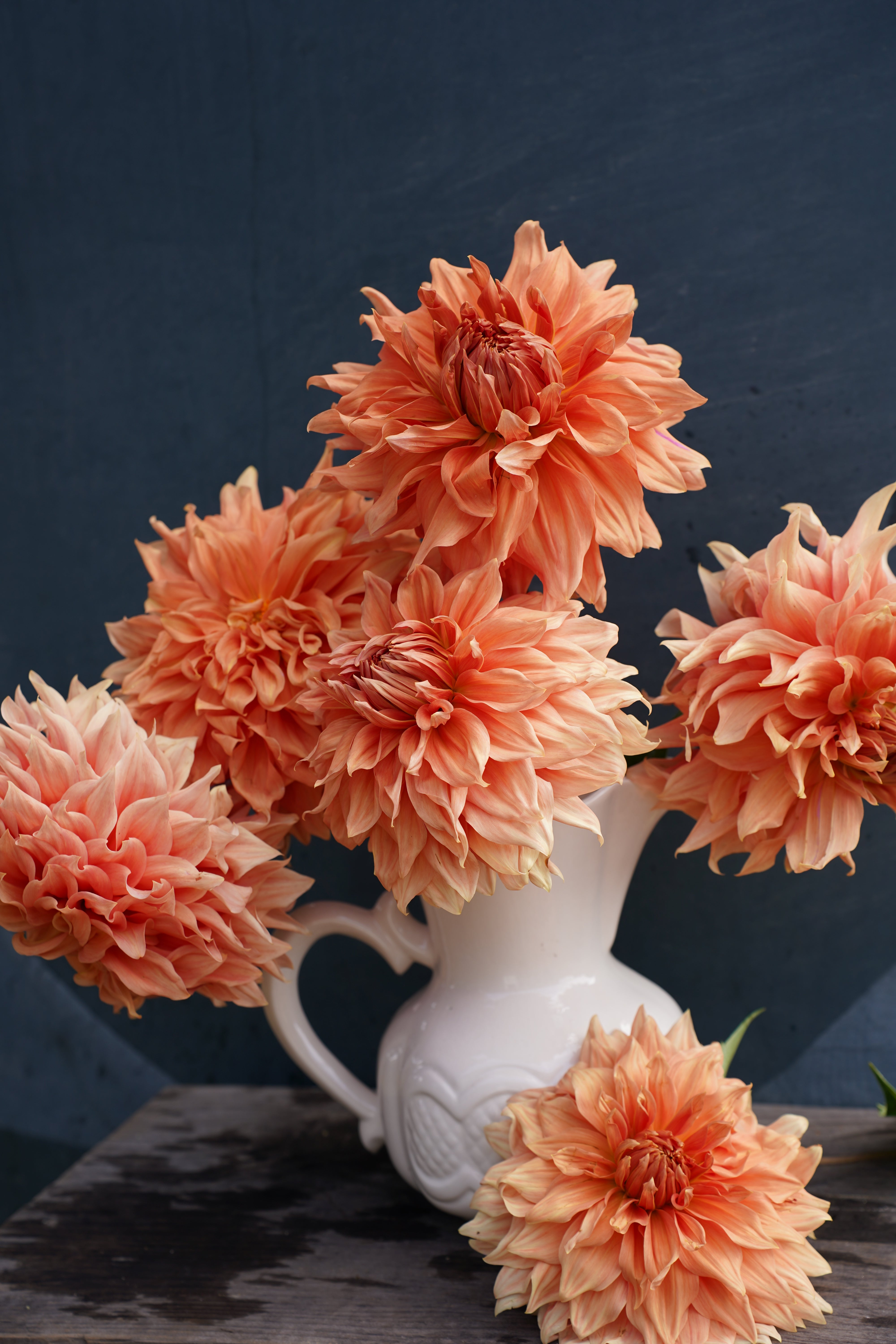 Sierra Glow Dahlia Tuber