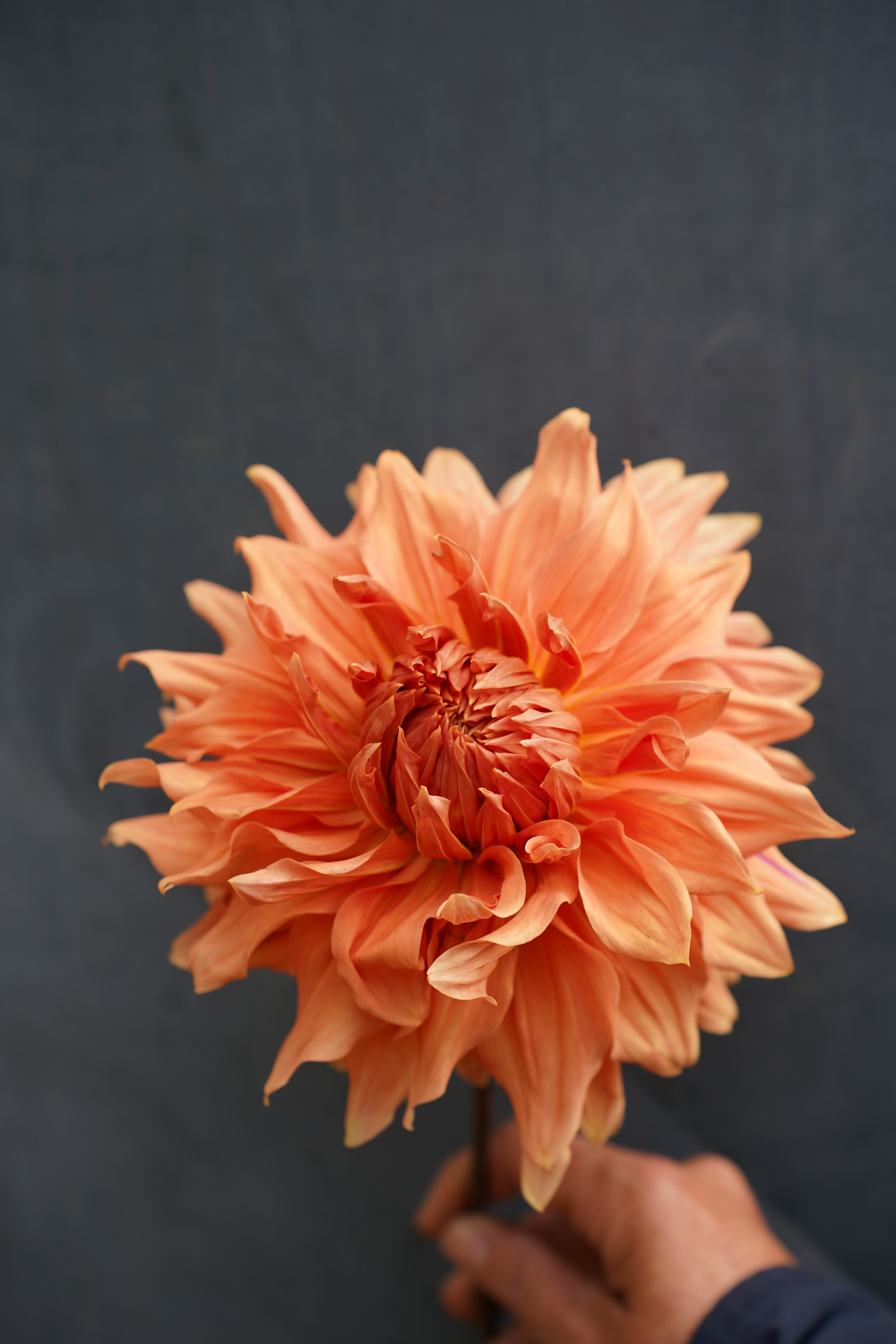 Sierra Glow Dahlia Tuber