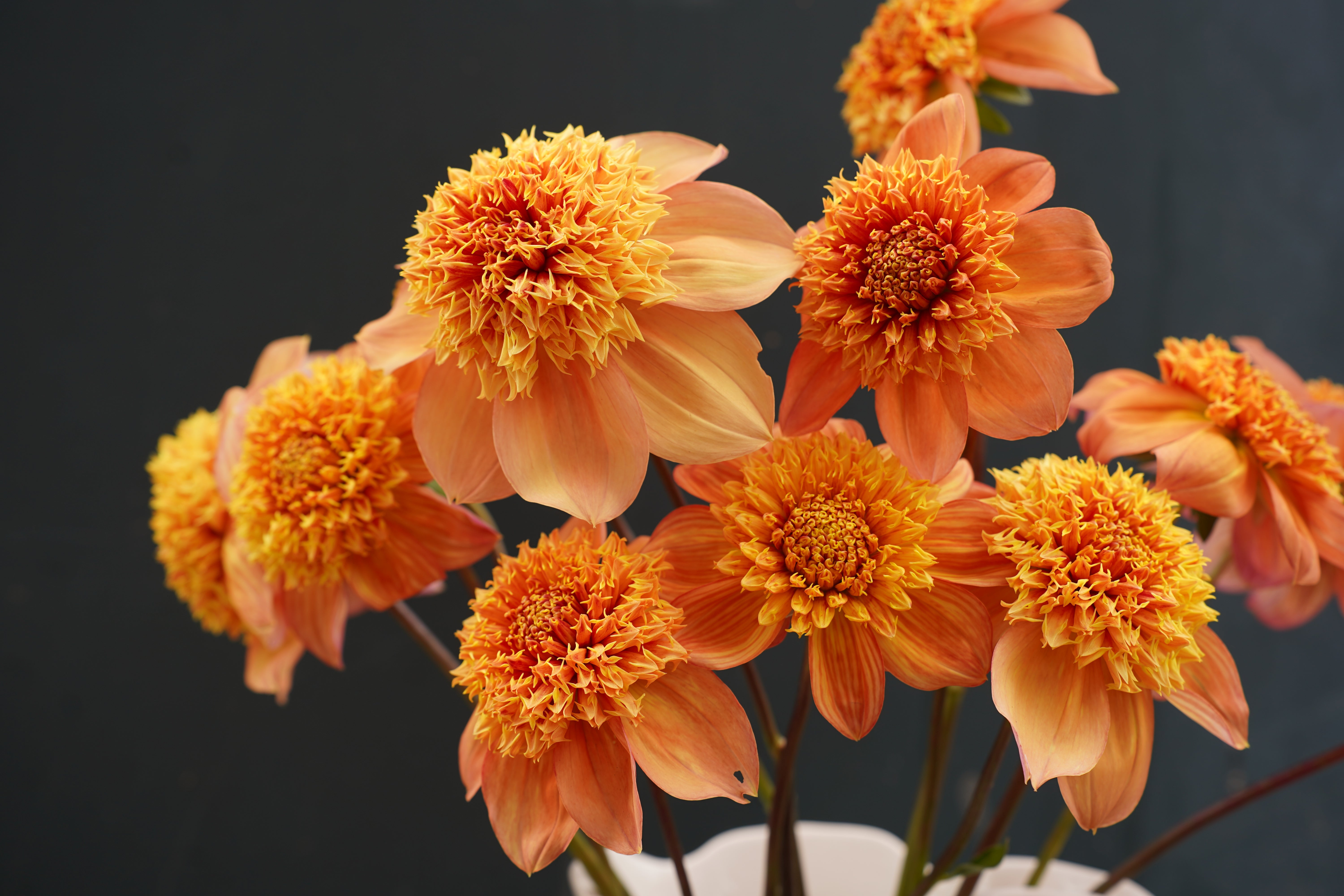 Sandia Brocade Dahlia Tuber