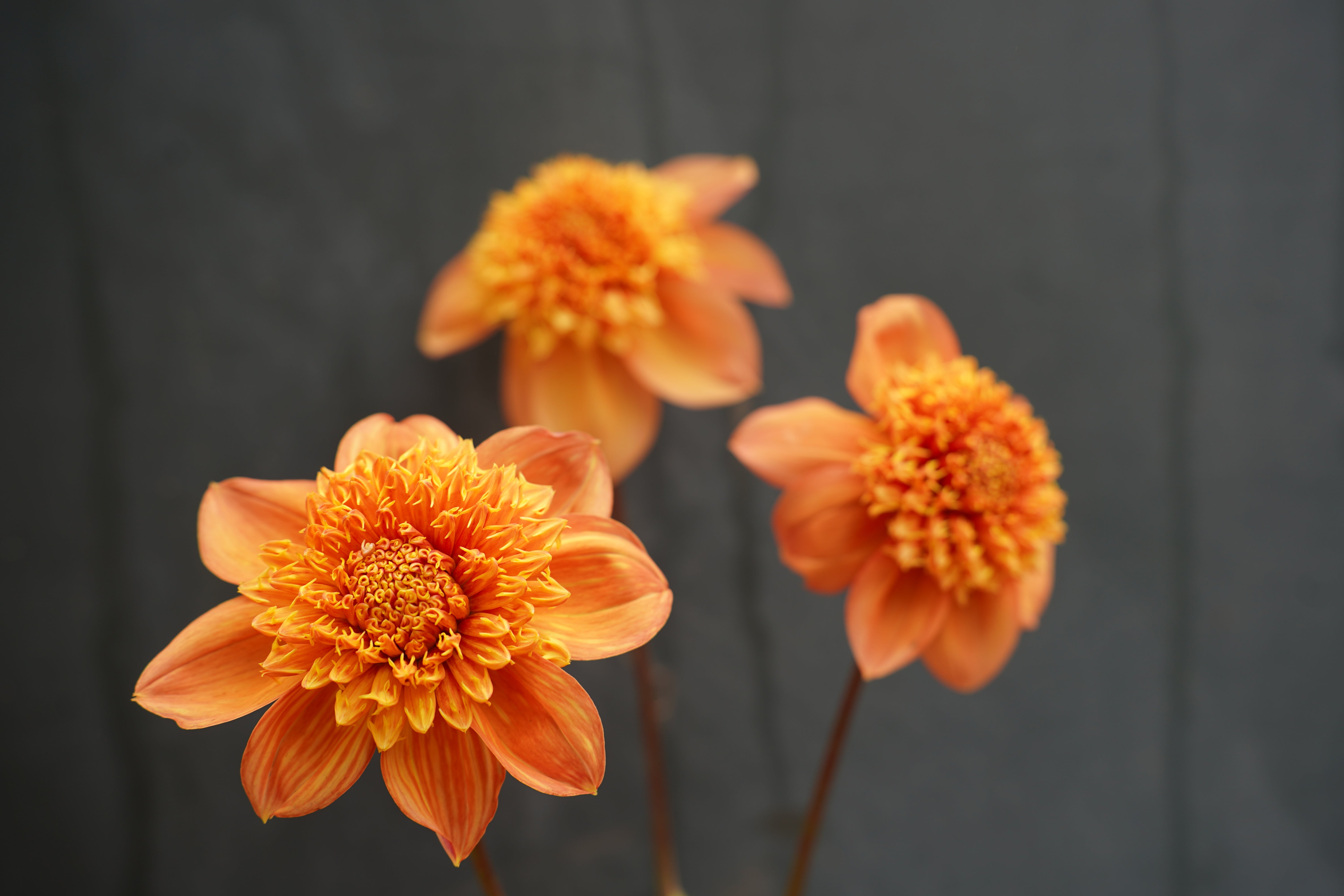 Sandia Brocade Dahlia Tuber