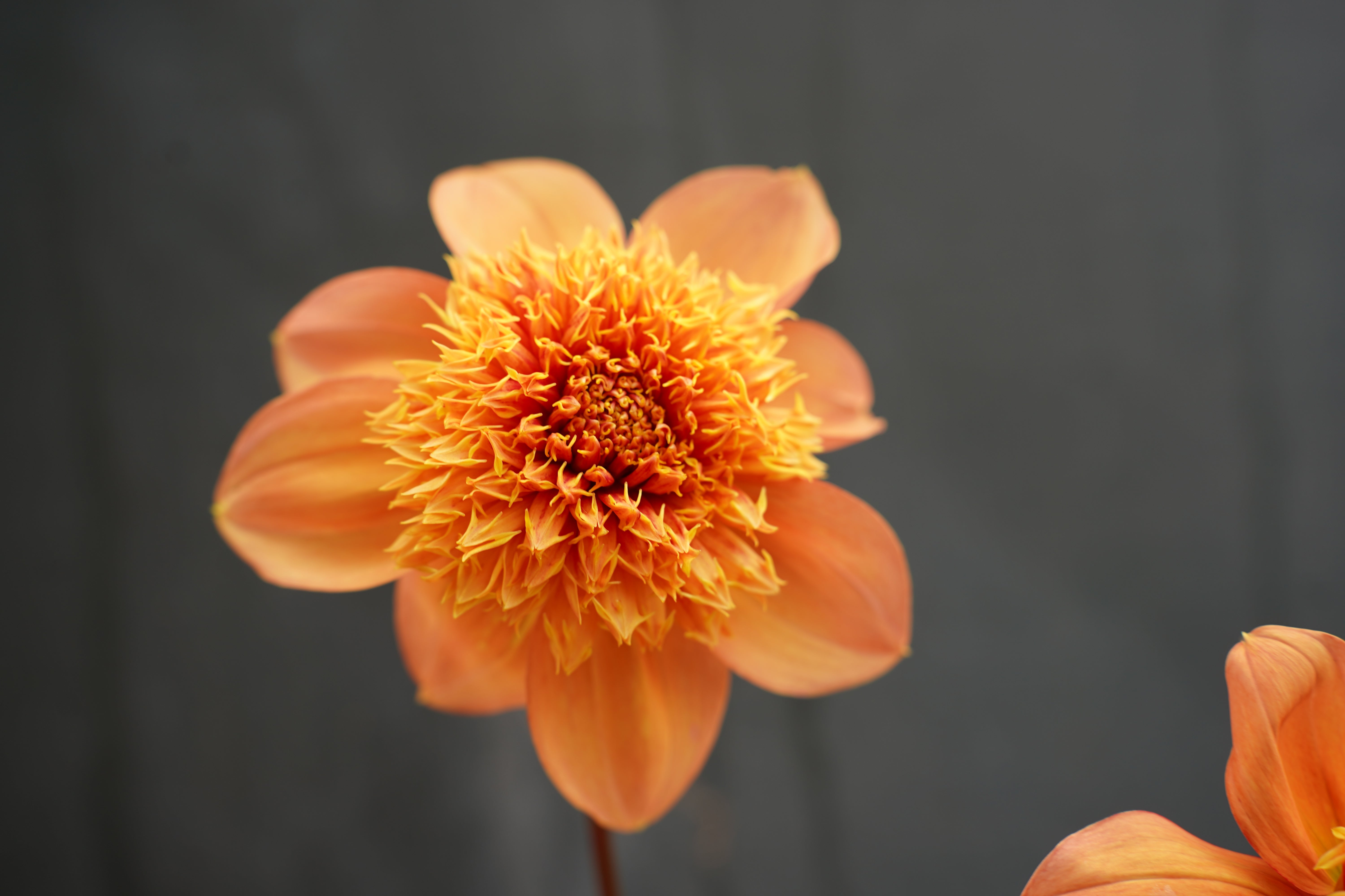 Sandia Brocade Dahlia Tuber