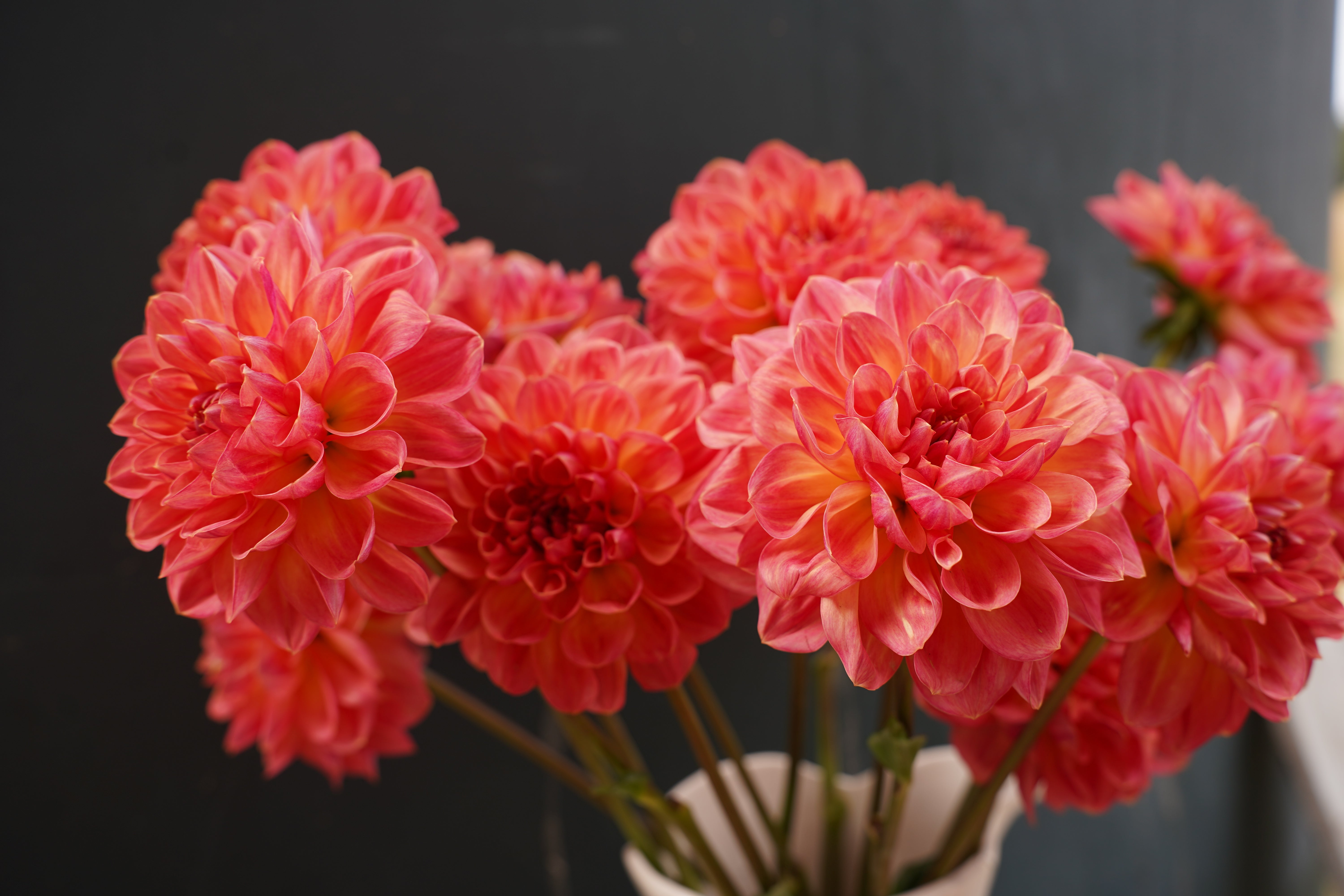 Lark's Ebbe Dahlia Tuber