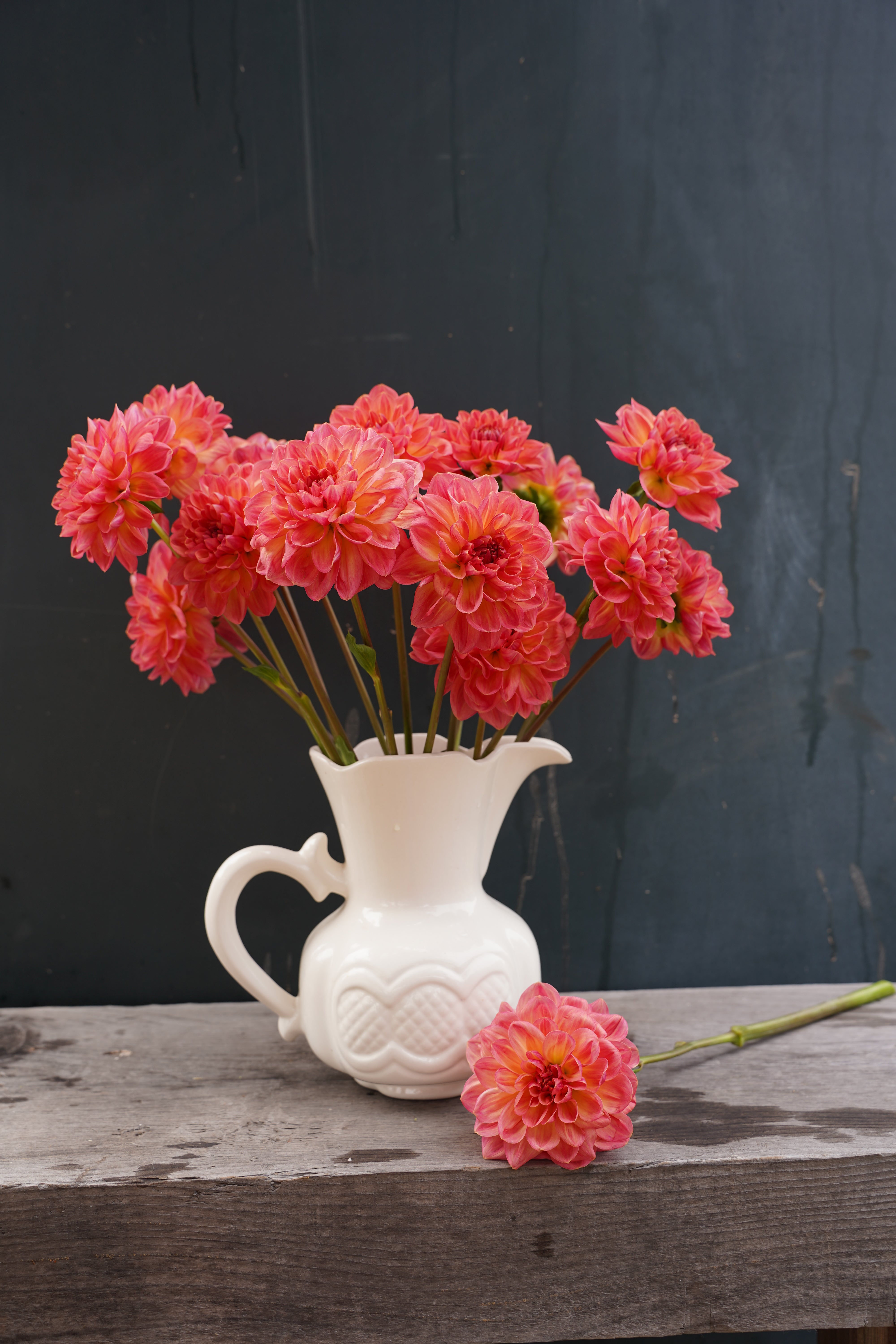 Lark's Ebbe Dahlia Tuber