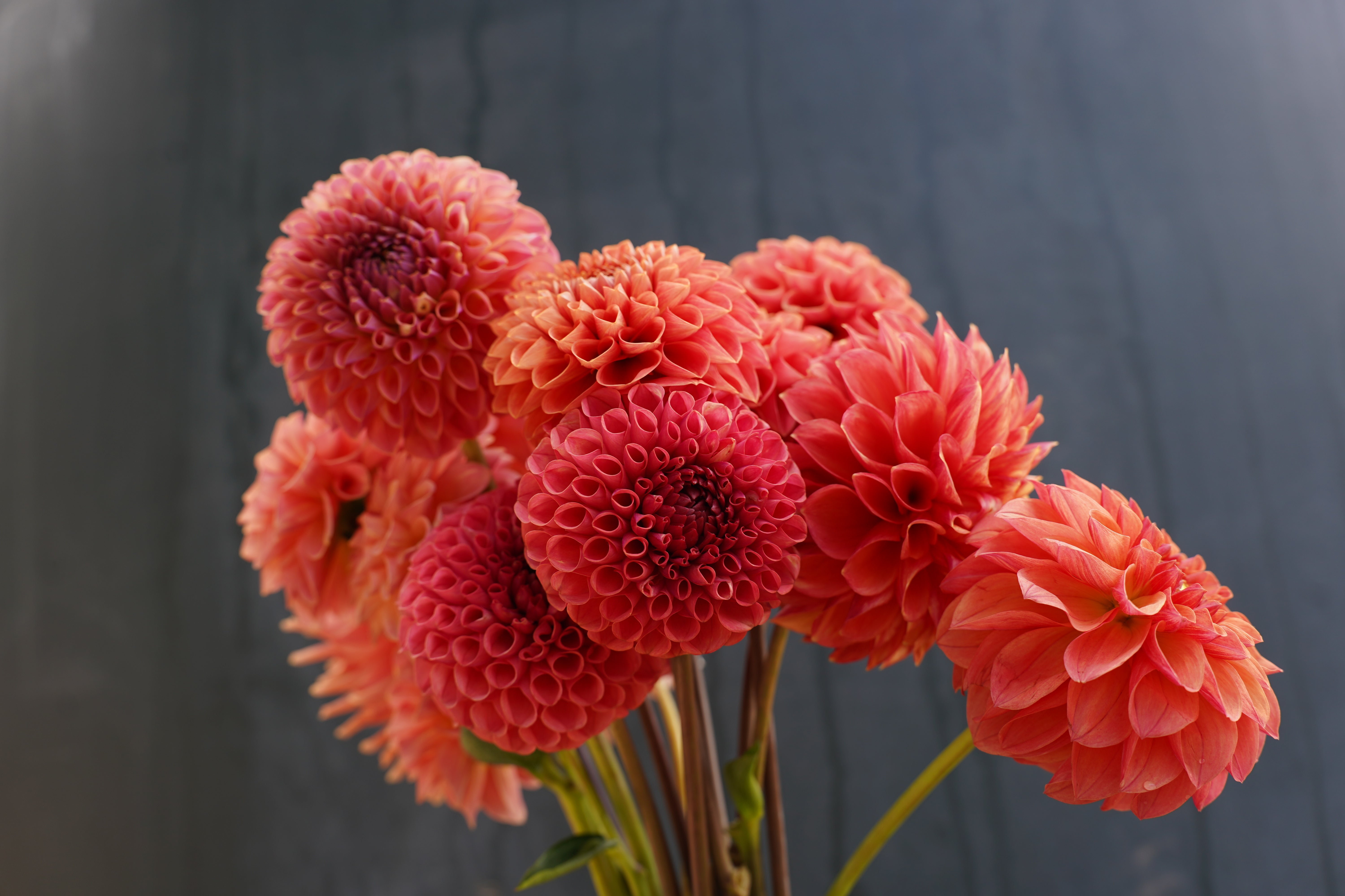 Ferncliff Rusty Dahlia Tuber