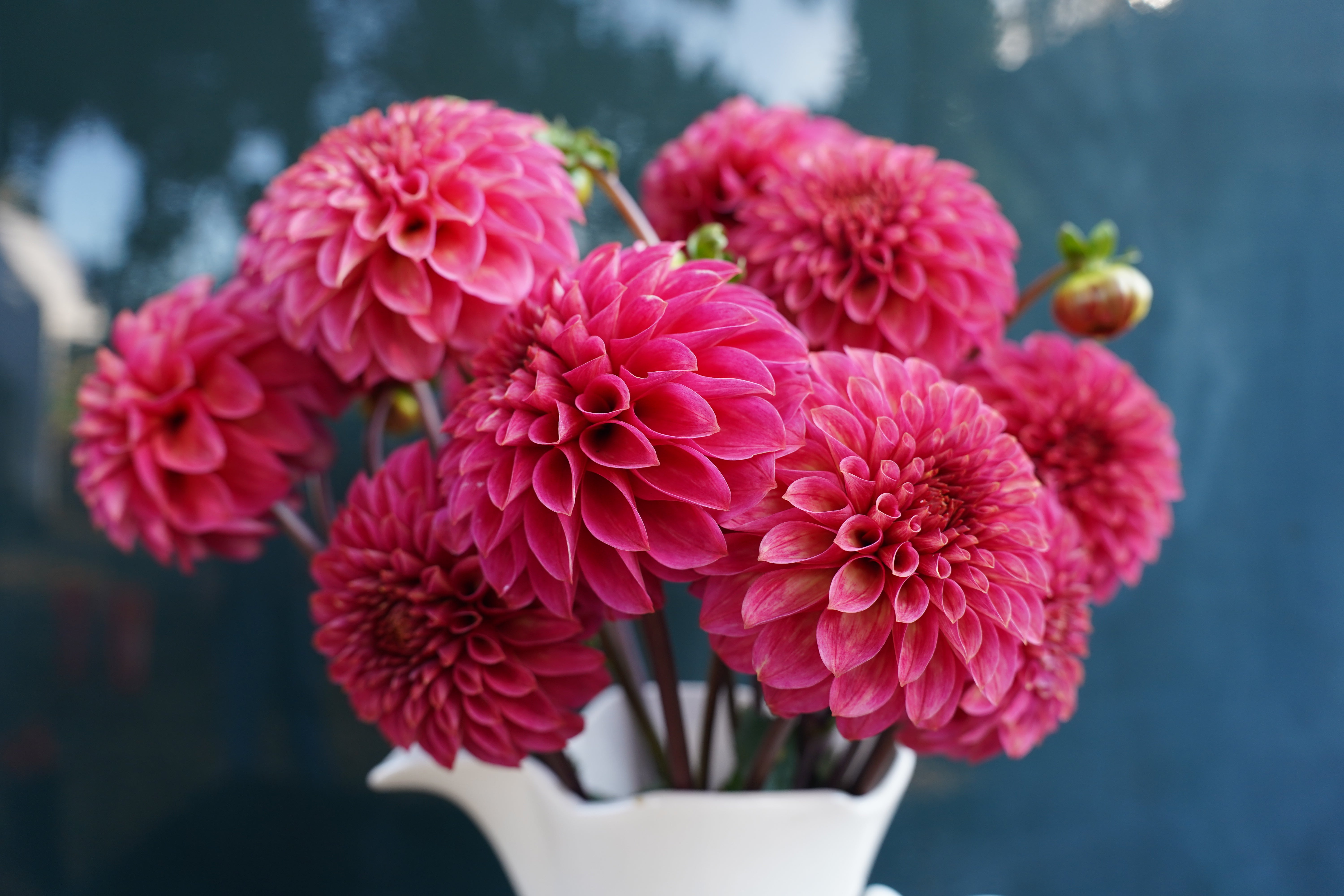 KA's® Rosie Jo Dahlia Tuber