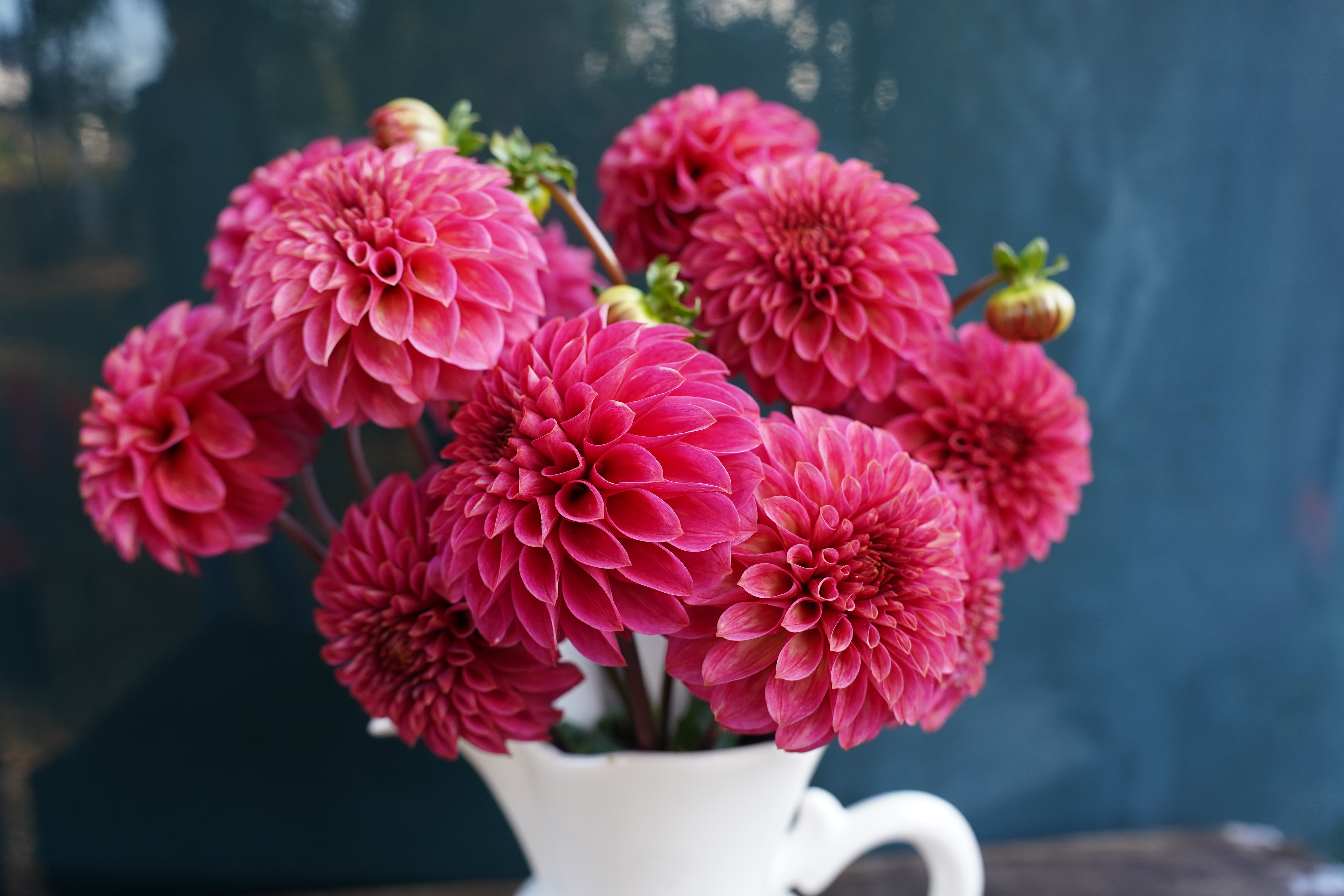 KA's® Rosie Jo Dahlia Tuber