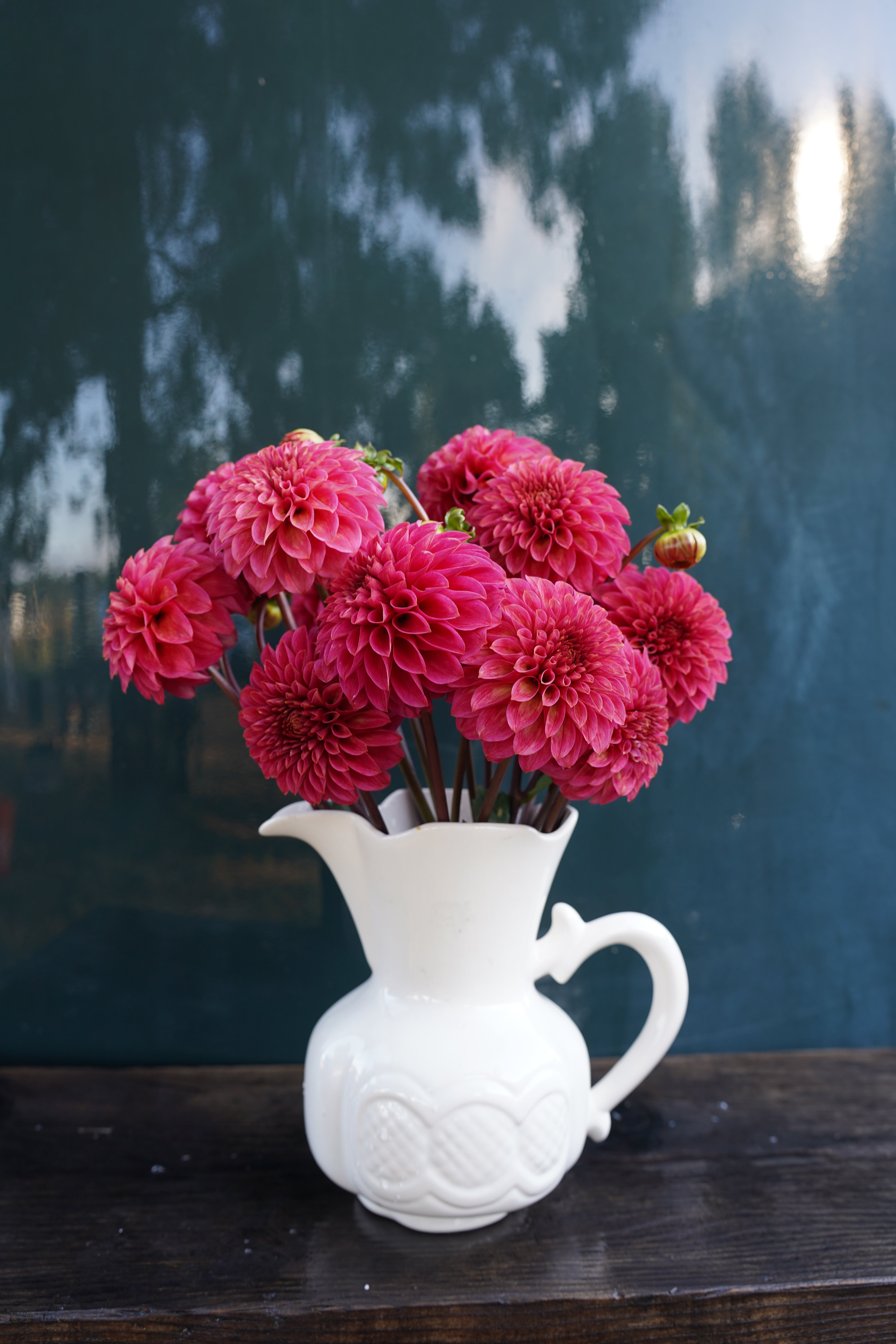 KA's® Rosie Jo Dahlia Tuber