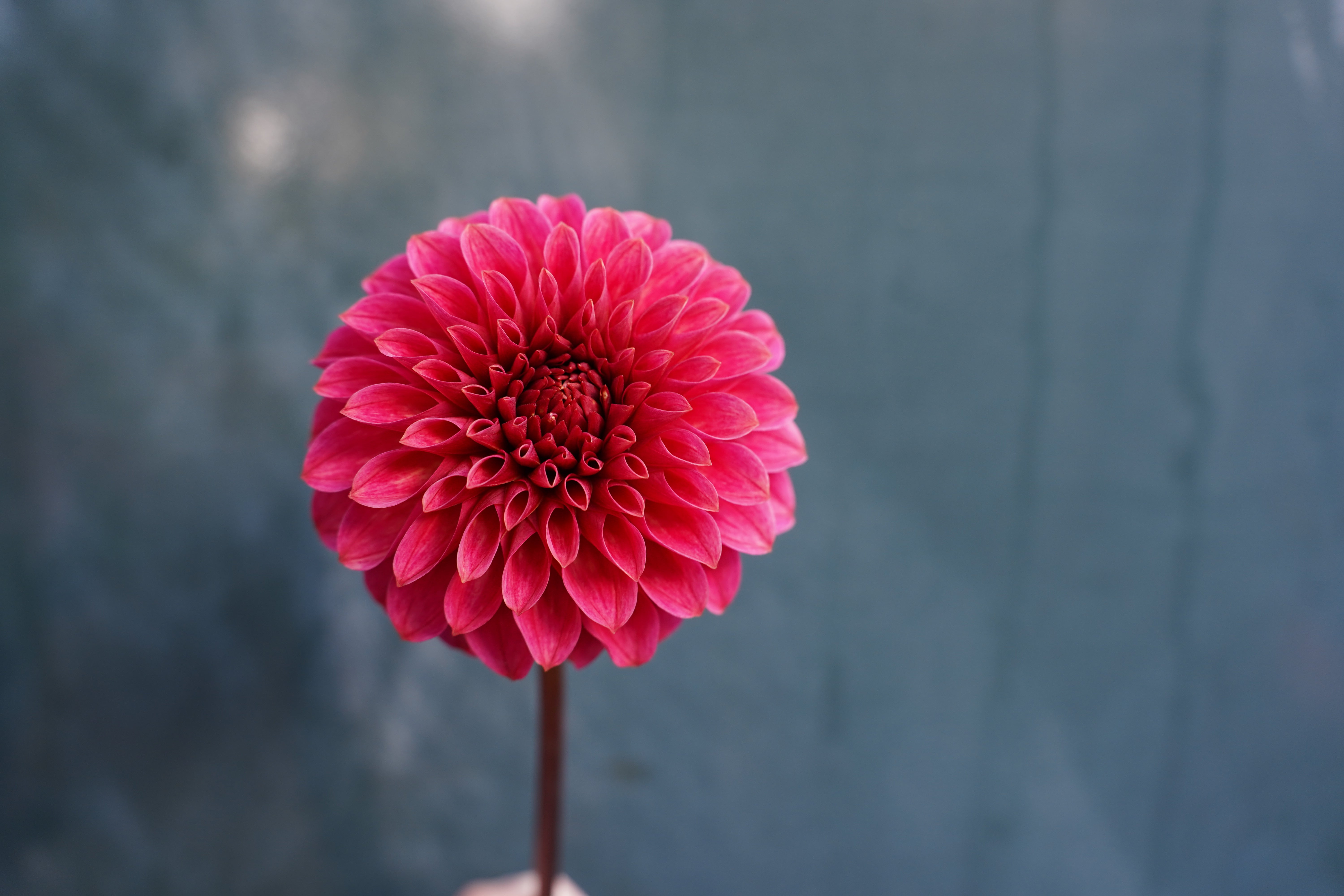 KA's® Rosie Jo Dahlia Tuber