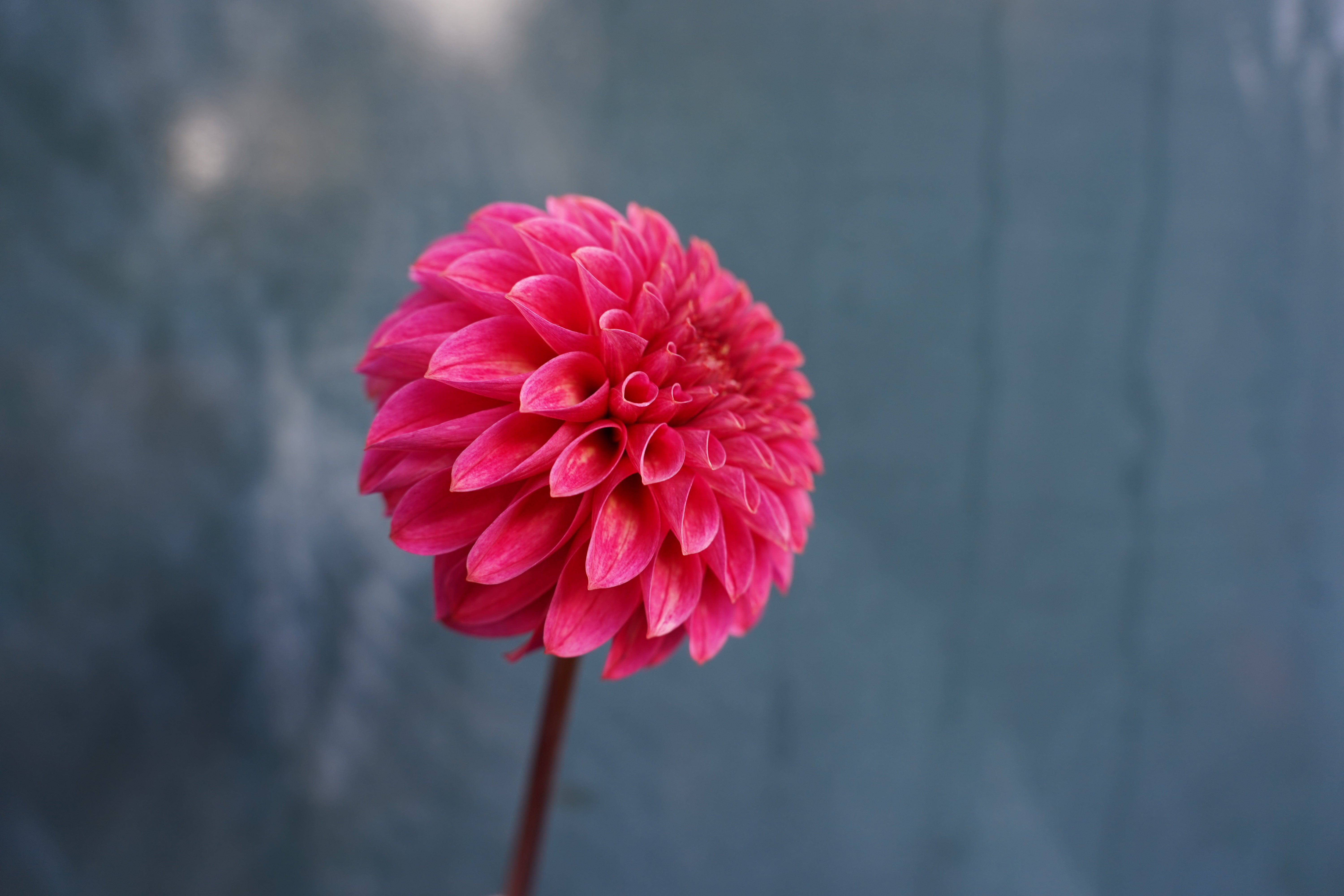 KA's® Rosie Jo Dahlia Tuber