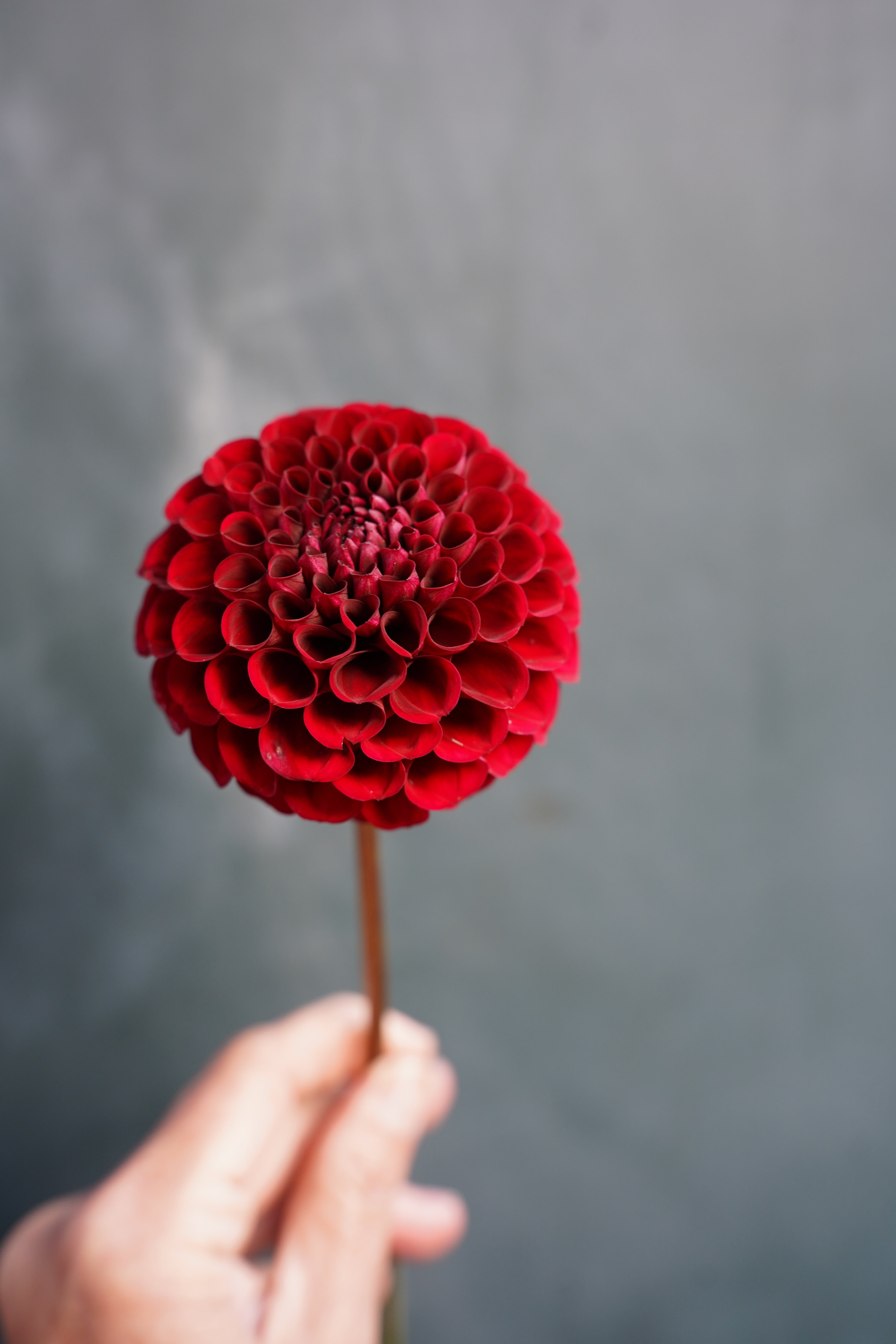 Bloomquist Crave Dahlia Tuber