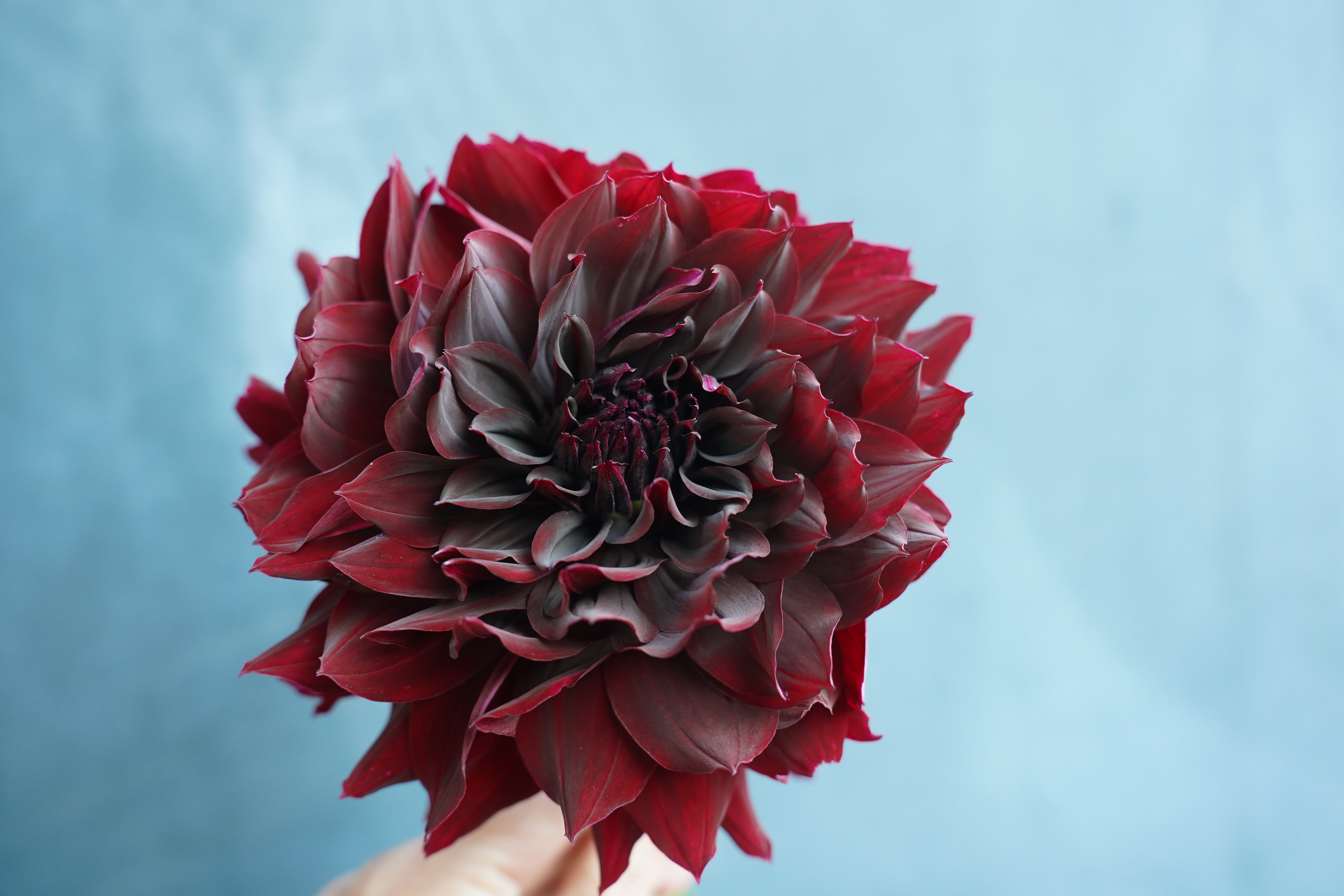 Rip City Dahlia Tuber
