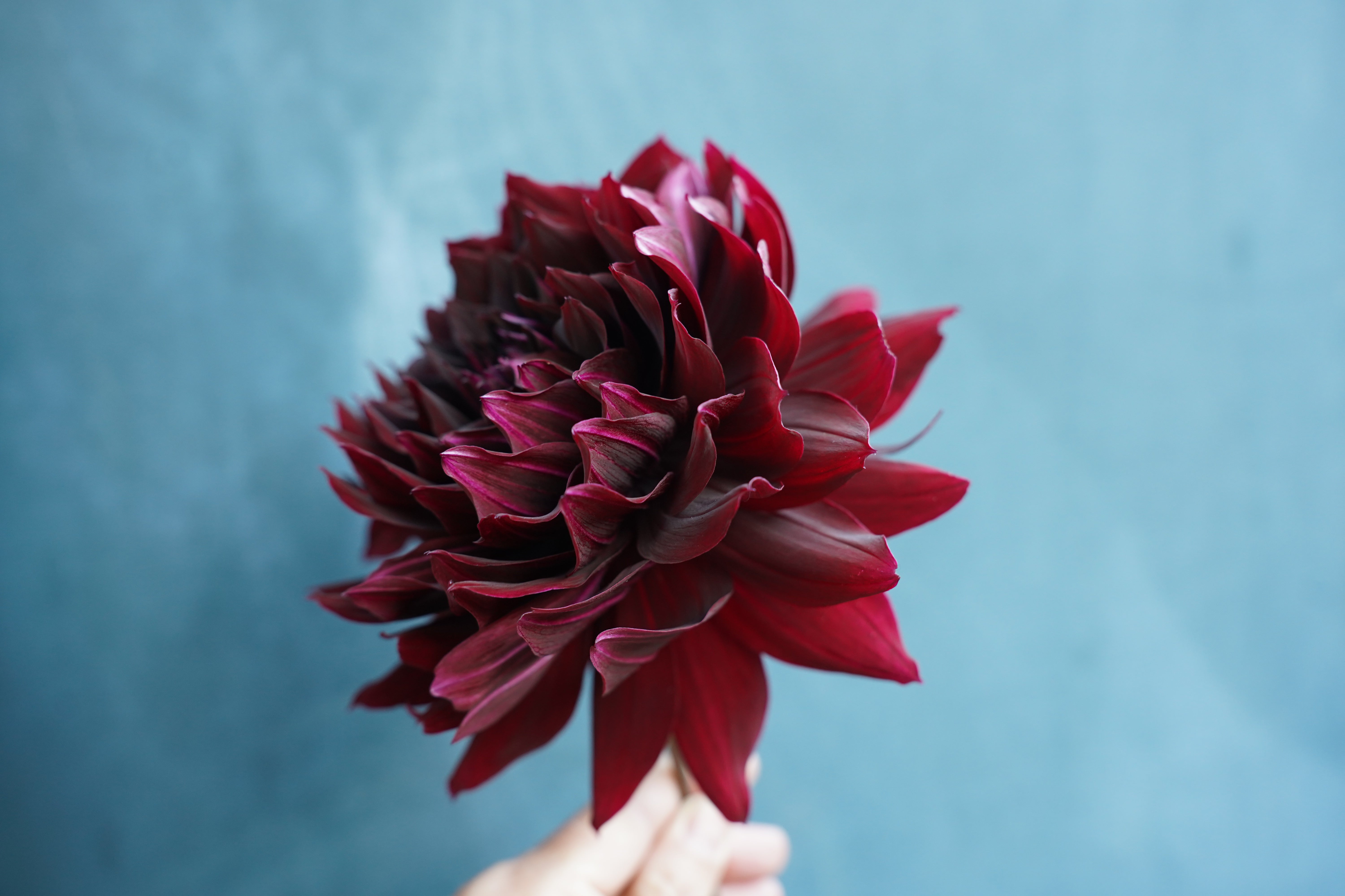 Rip City Dahlia Tuber