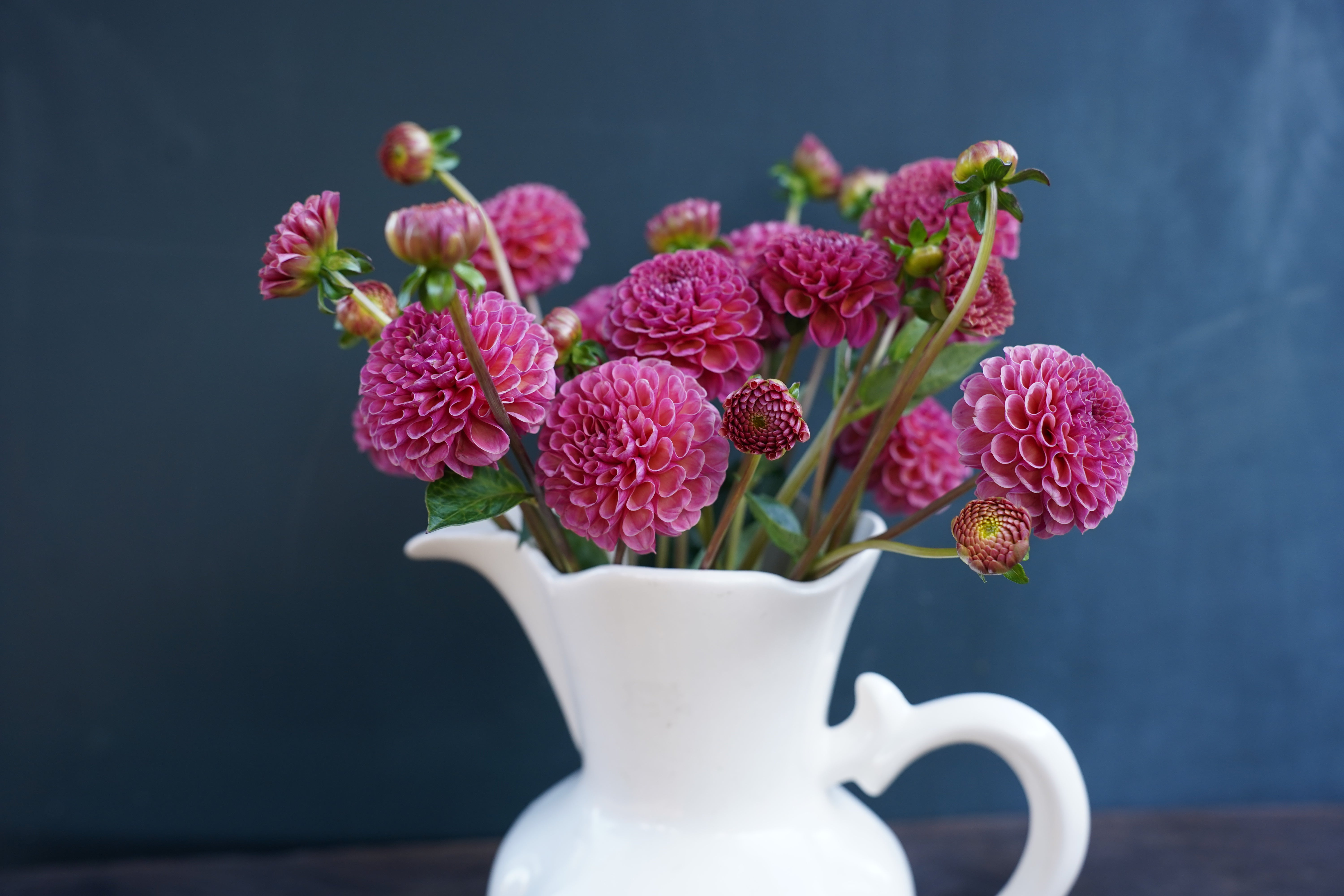 Koko Puff Dahlia Tuber