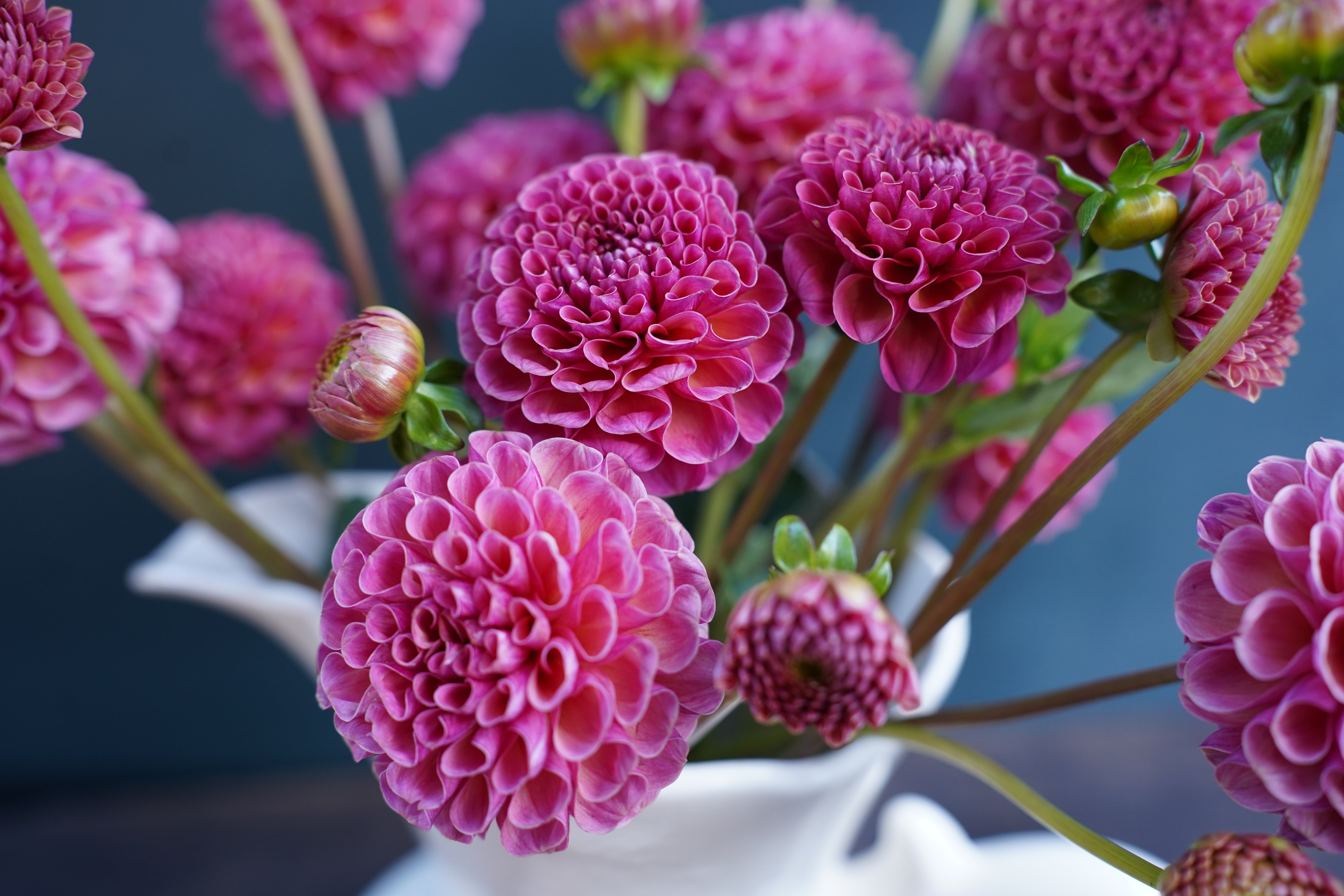 Koko Puff Dahlia Tuber