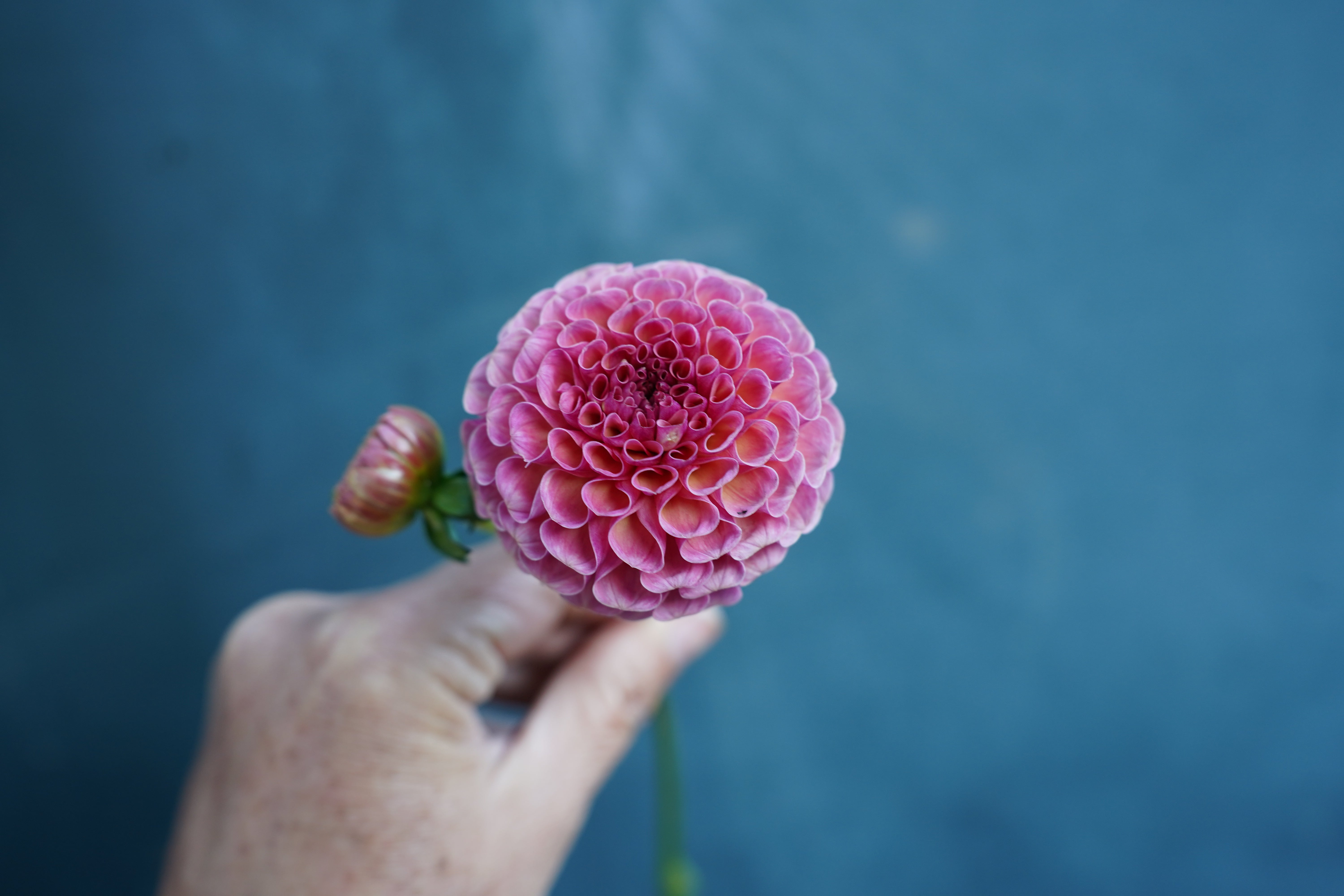 Koko Puff Dahlia Tuber