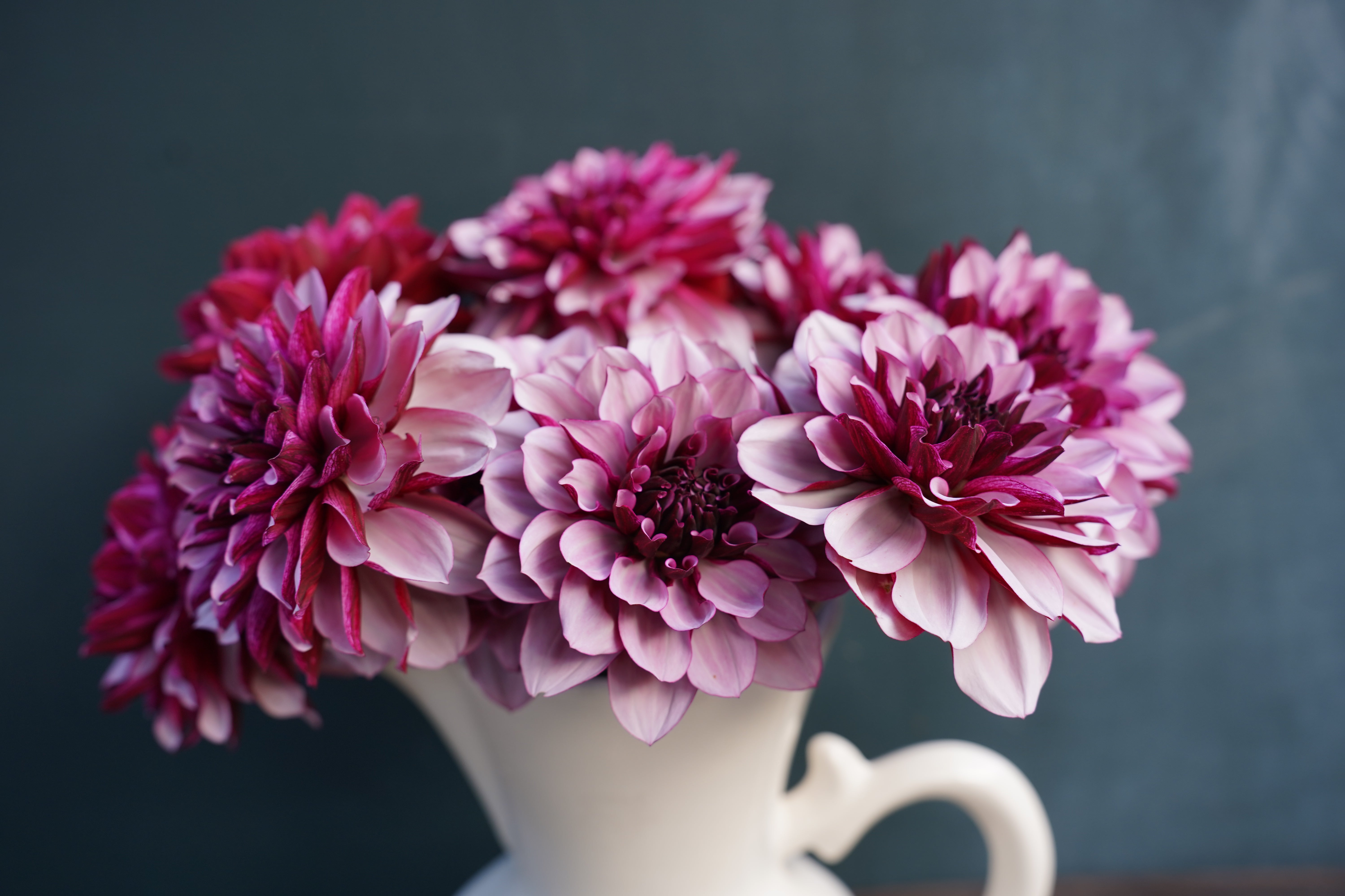 Créme de Cassis Dahlia Tuber