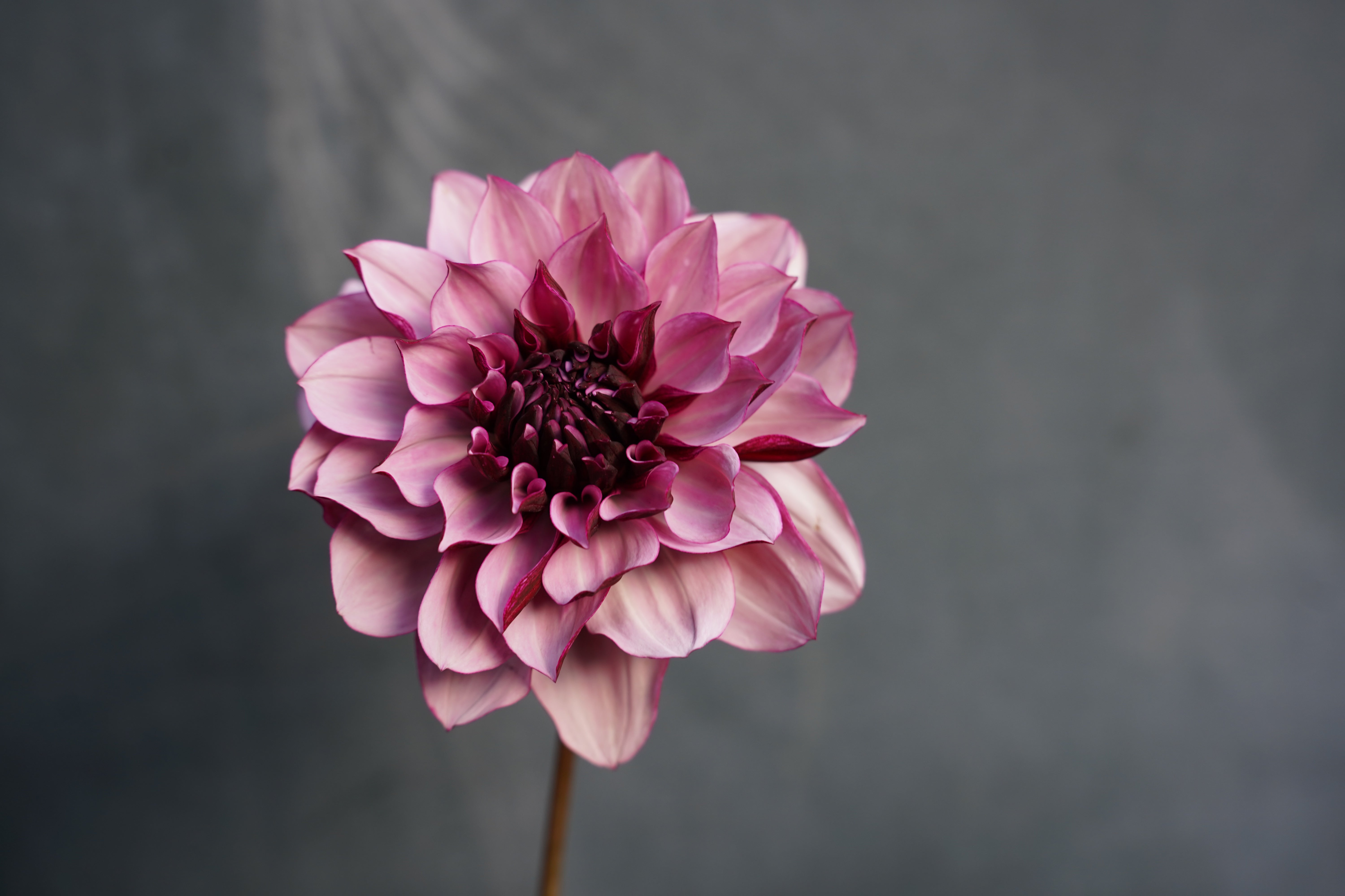 Créme de Cassis Dahlia Tuber