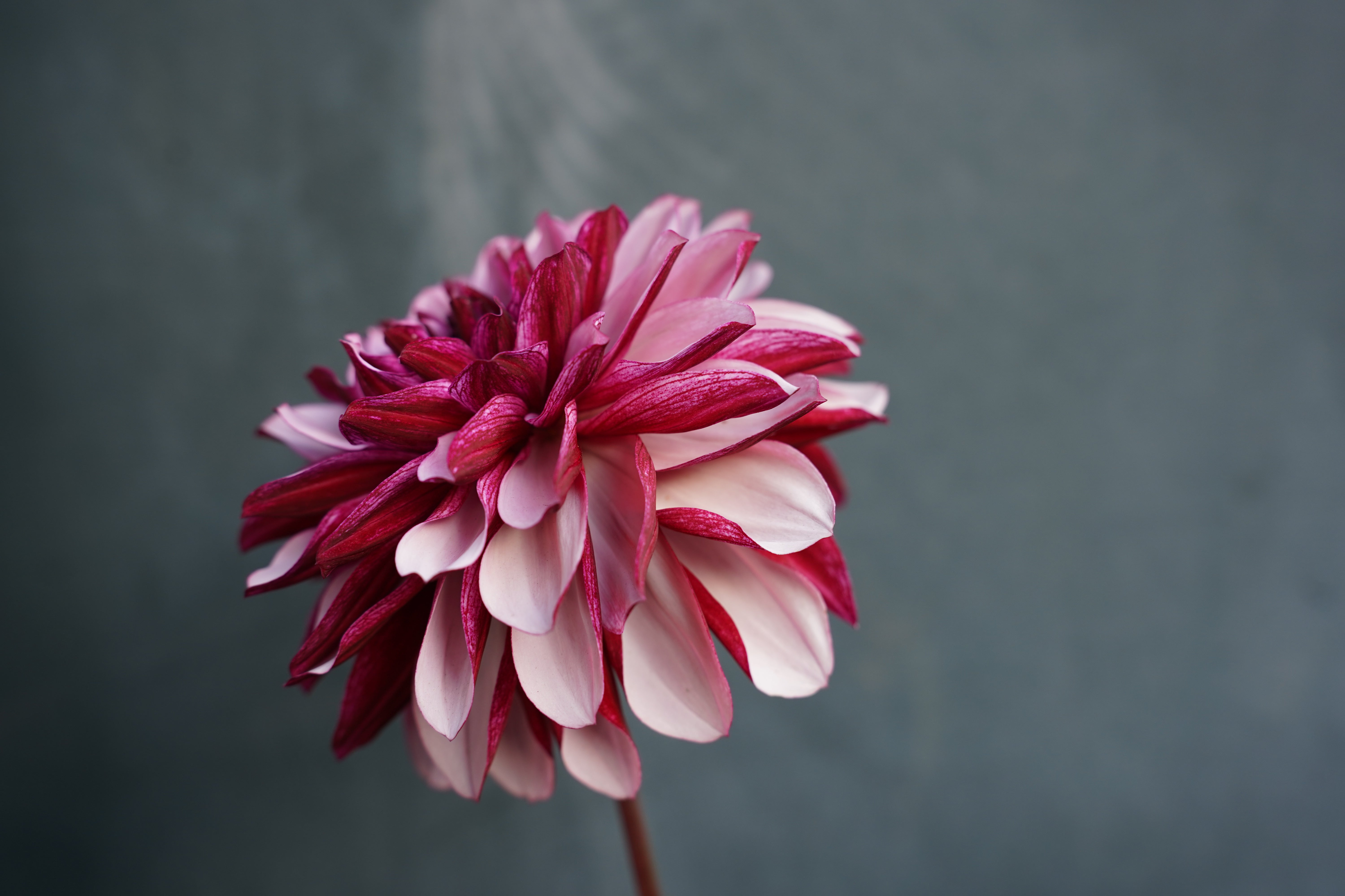 Créme de Cassis Dahlia Tuber