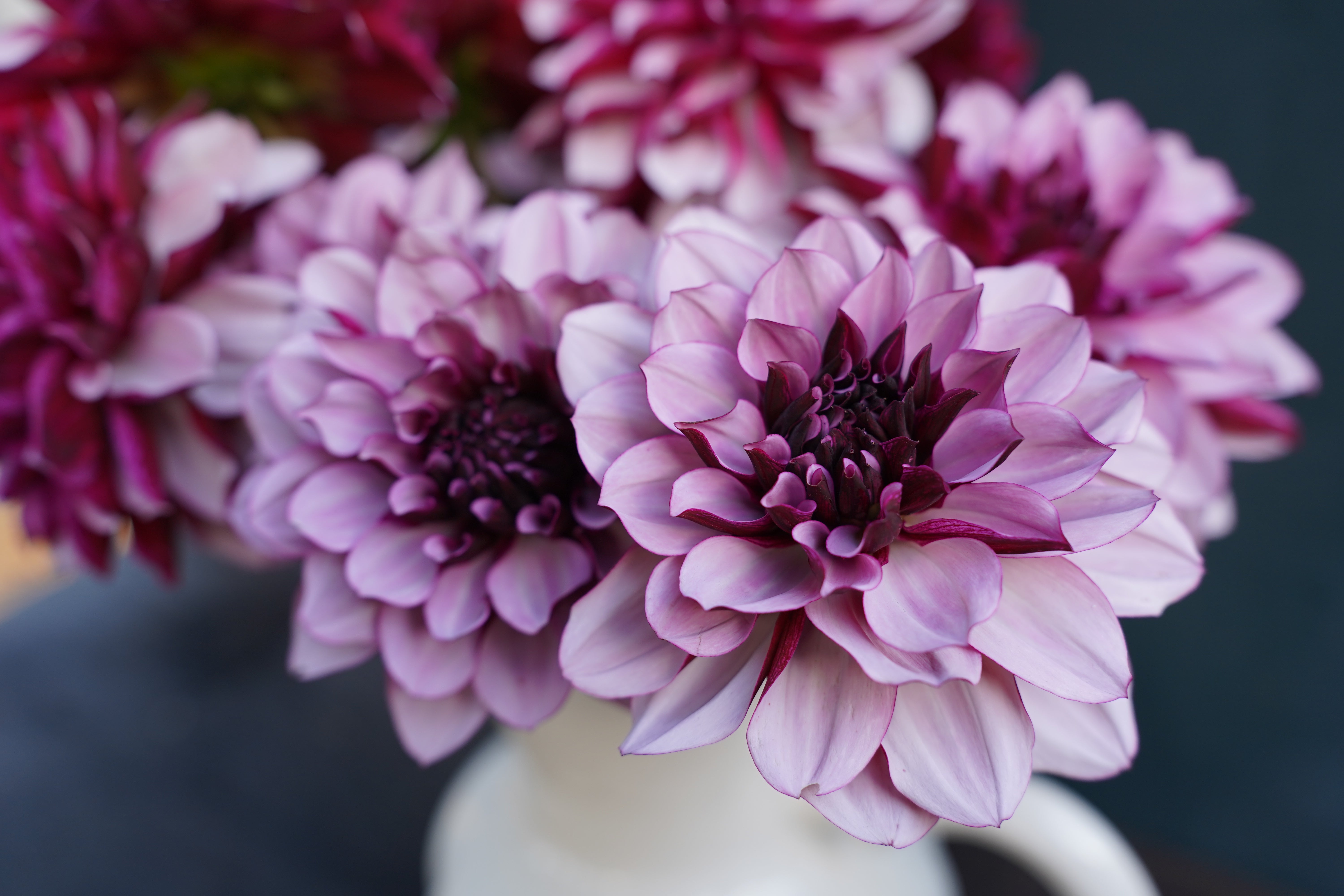 Créme de Cassis Dahlia Tuber