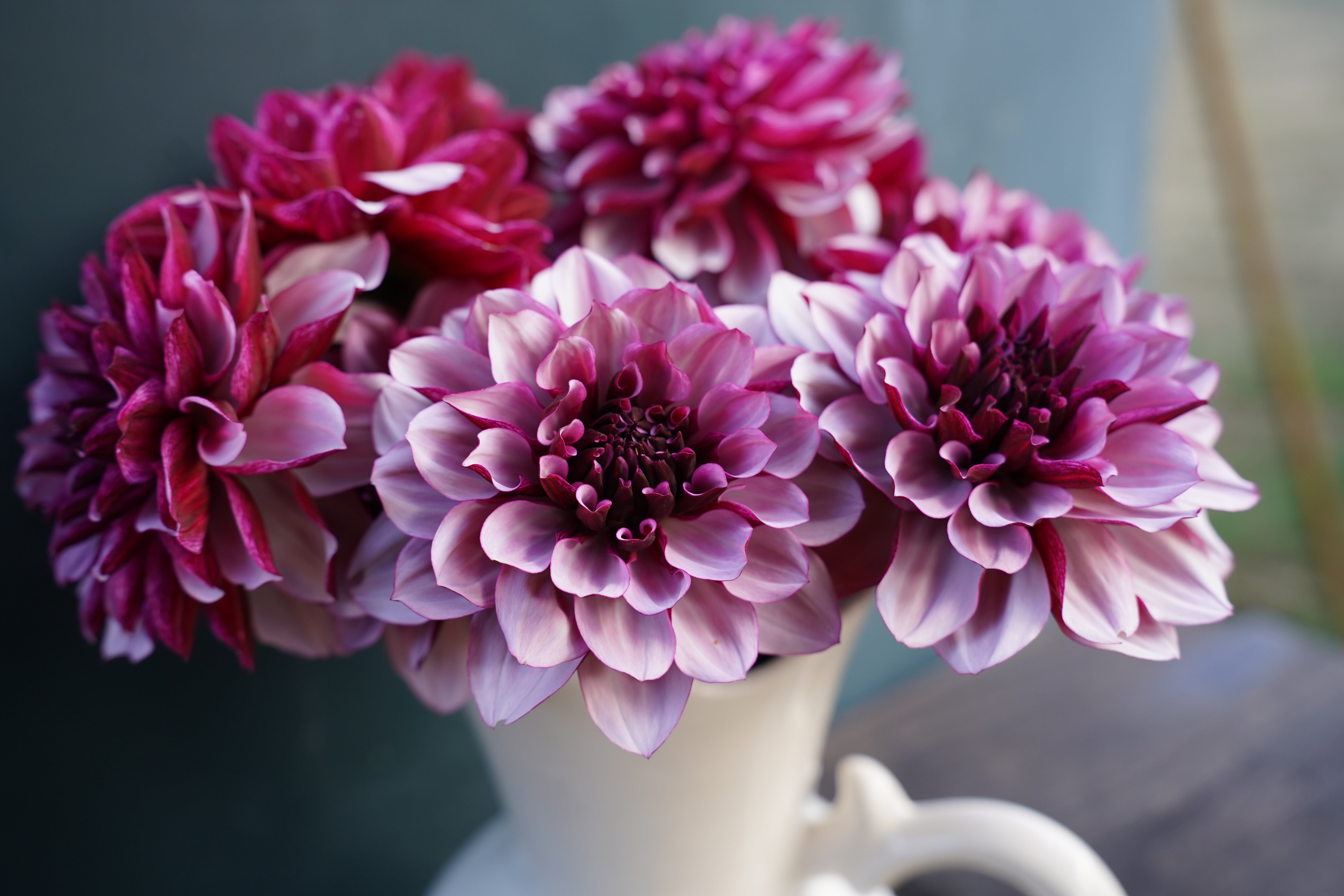 Créme de Cassis Dahlia Tuber