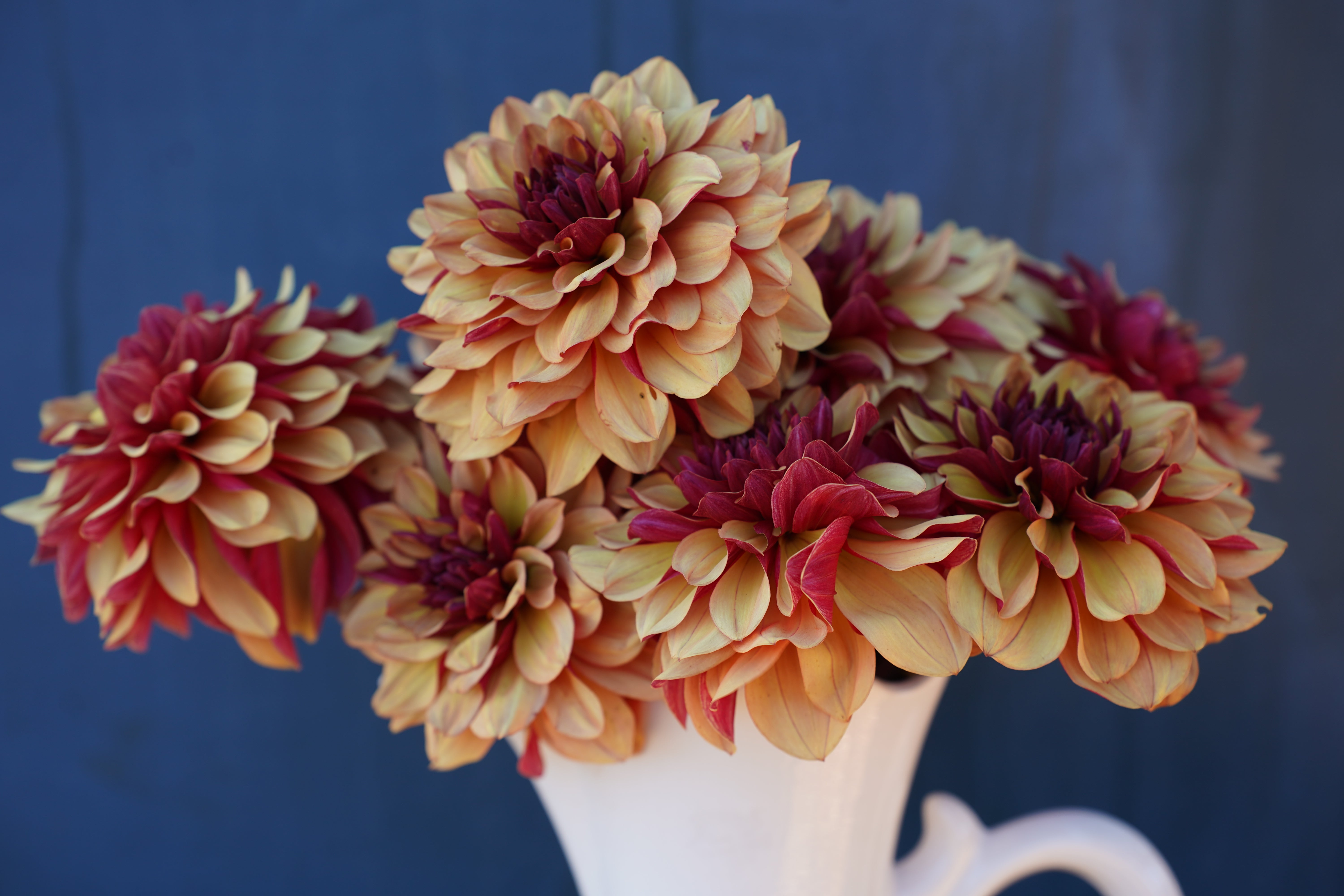 Créme de Cognac Dahlia Tuber