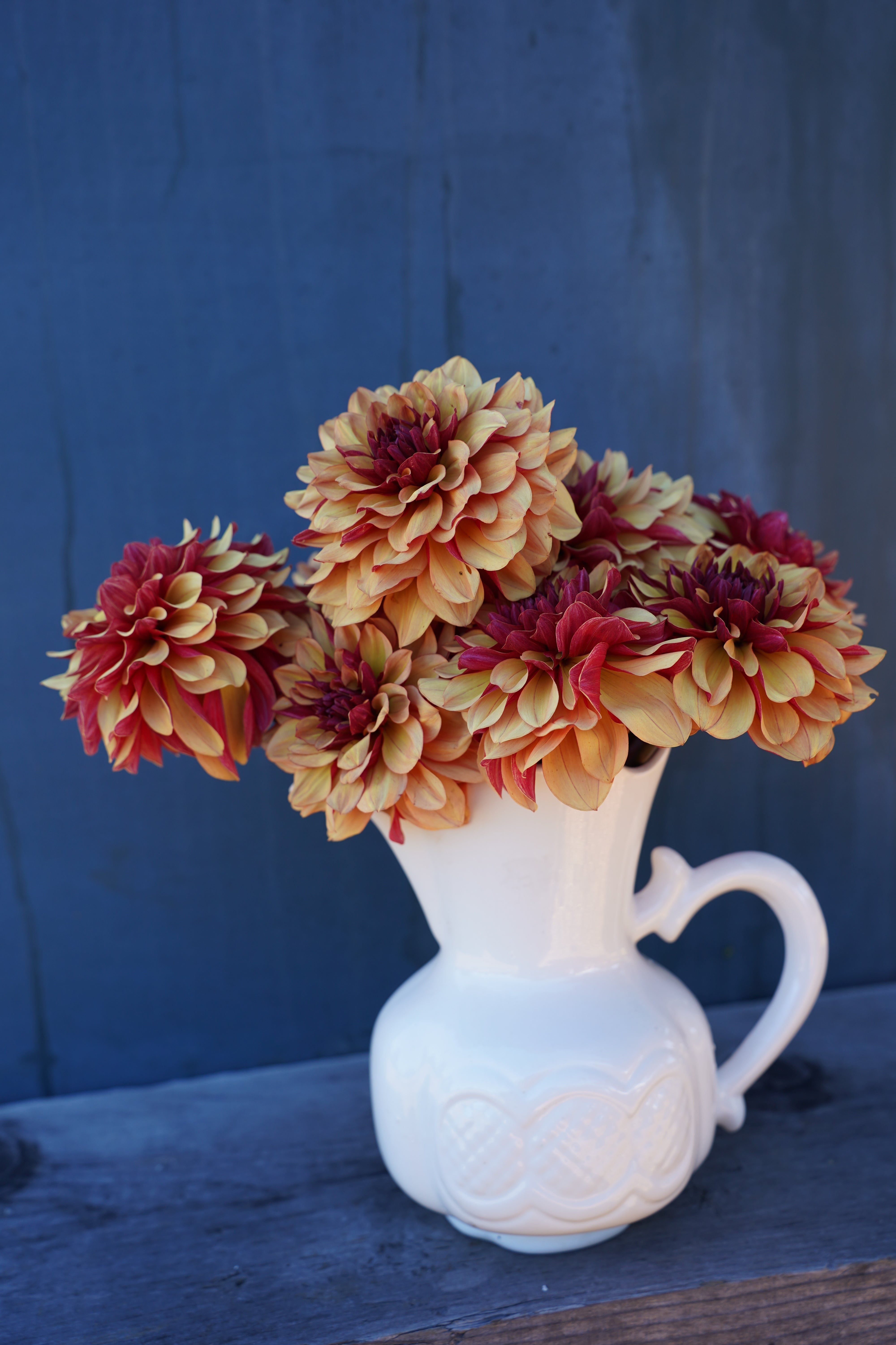 Créme de Cognac Dahlia Tuber