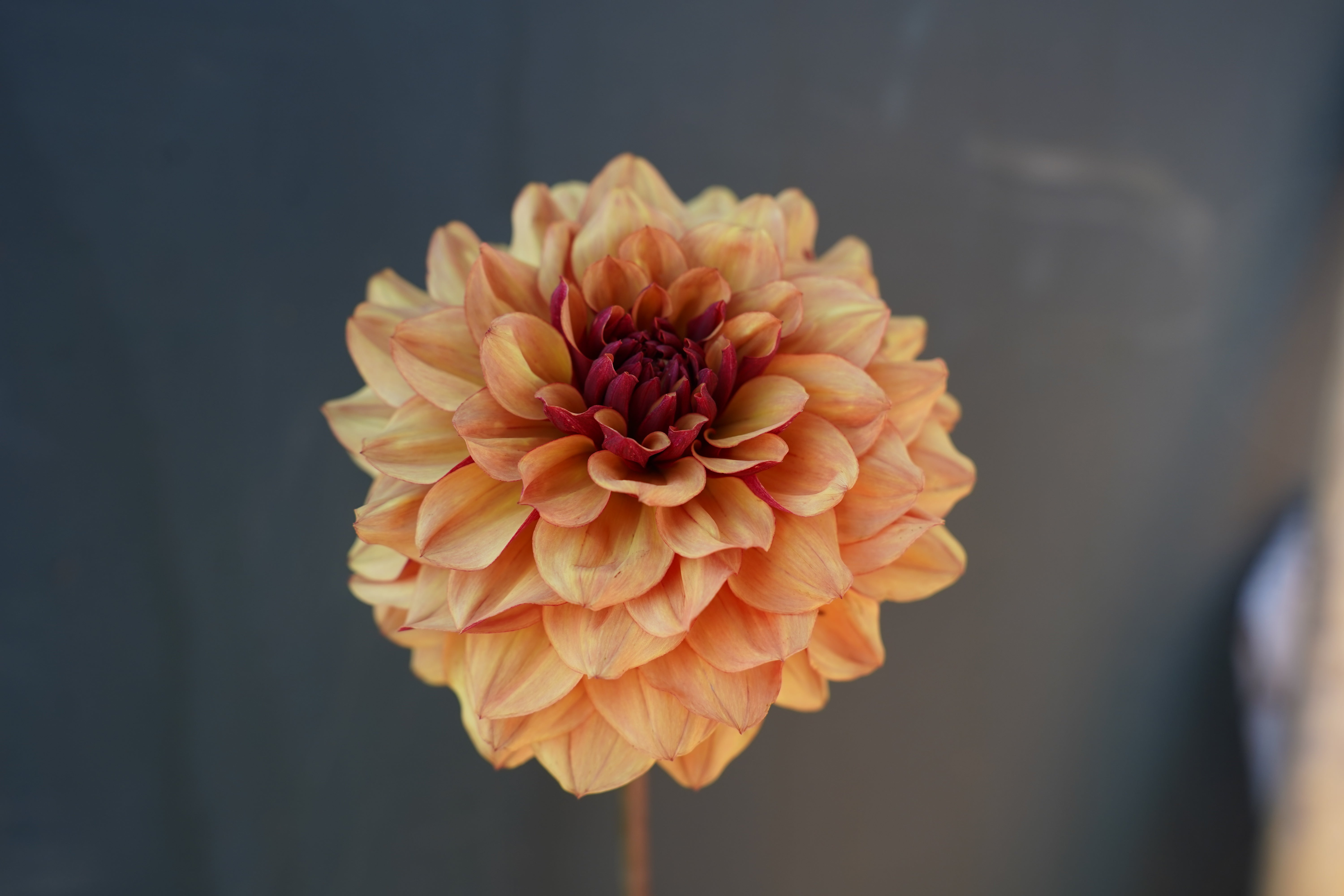 Créme de Cognac Dahlia Tuber
