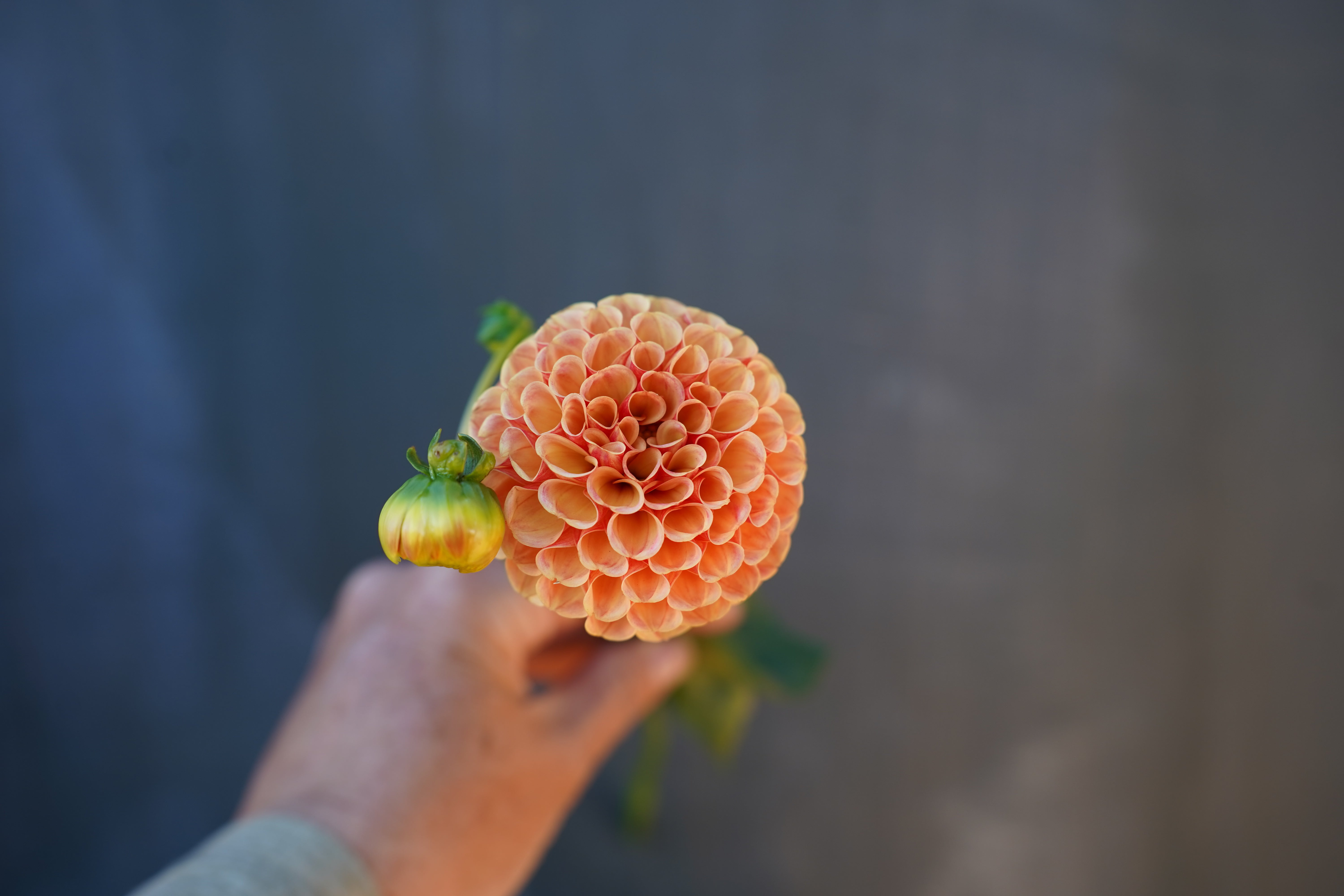 Amber Queen Dahlia Tuber