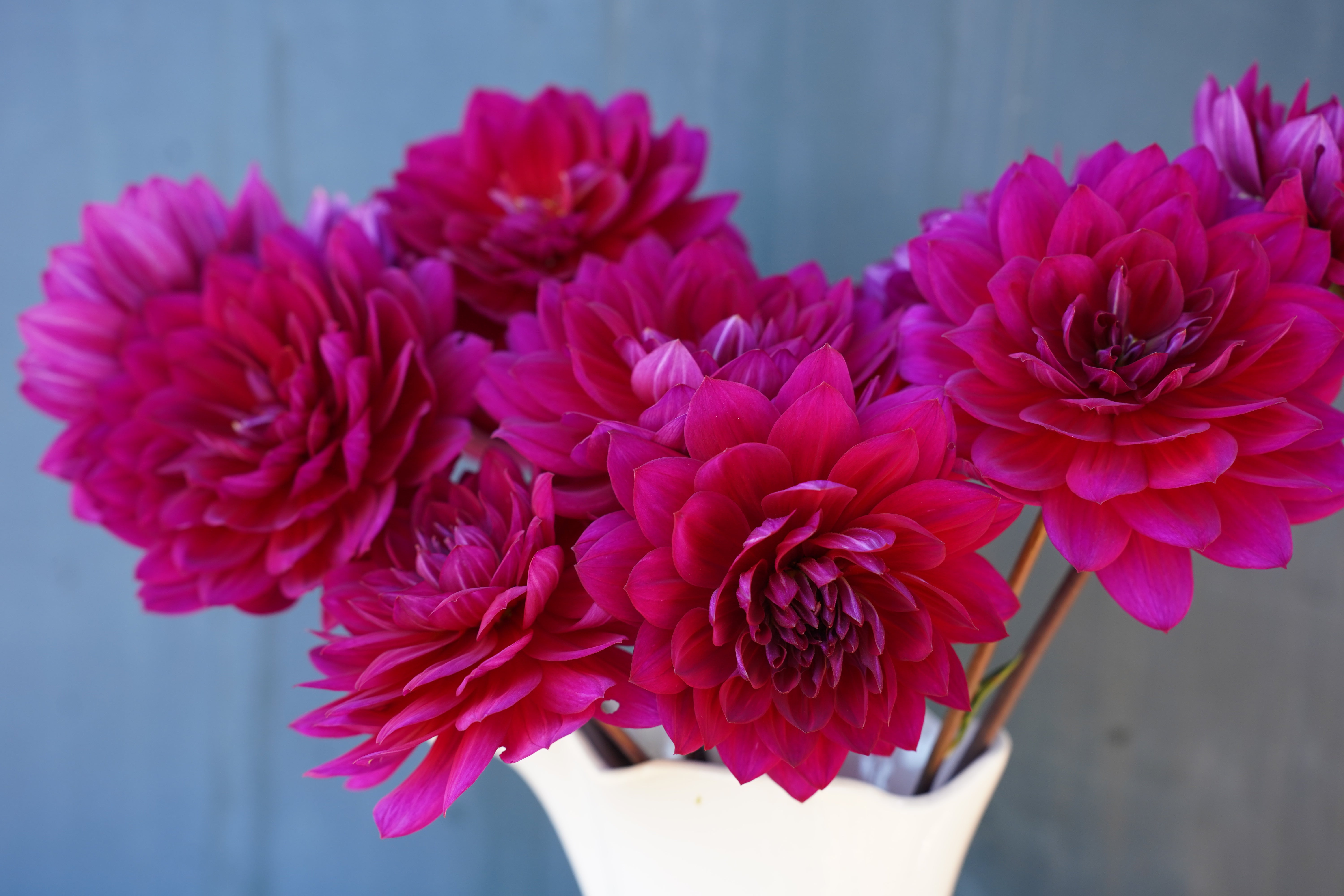 Sandia Bertha Dahlia Tuber