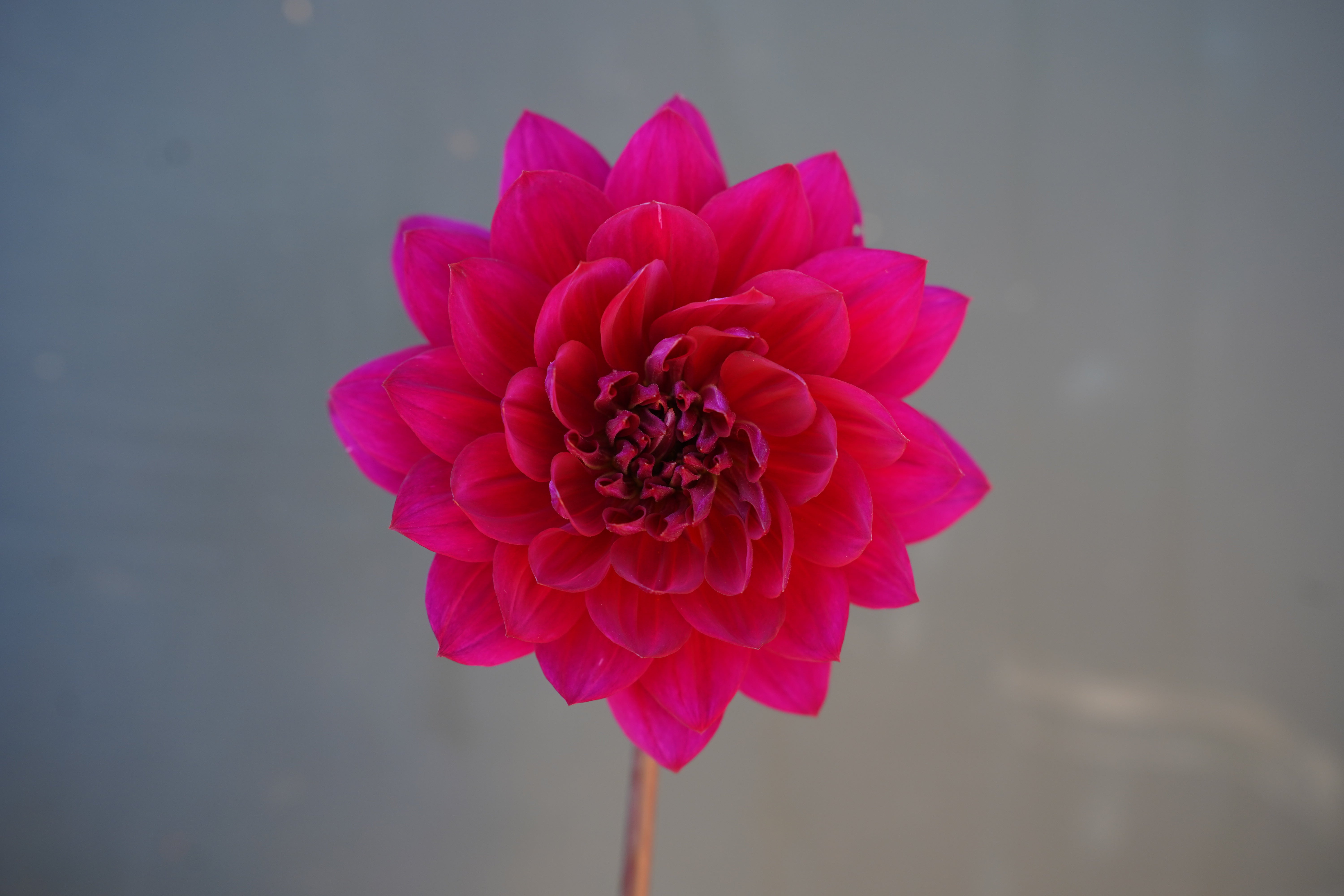 Sandia Bertha Dahlia Tuber