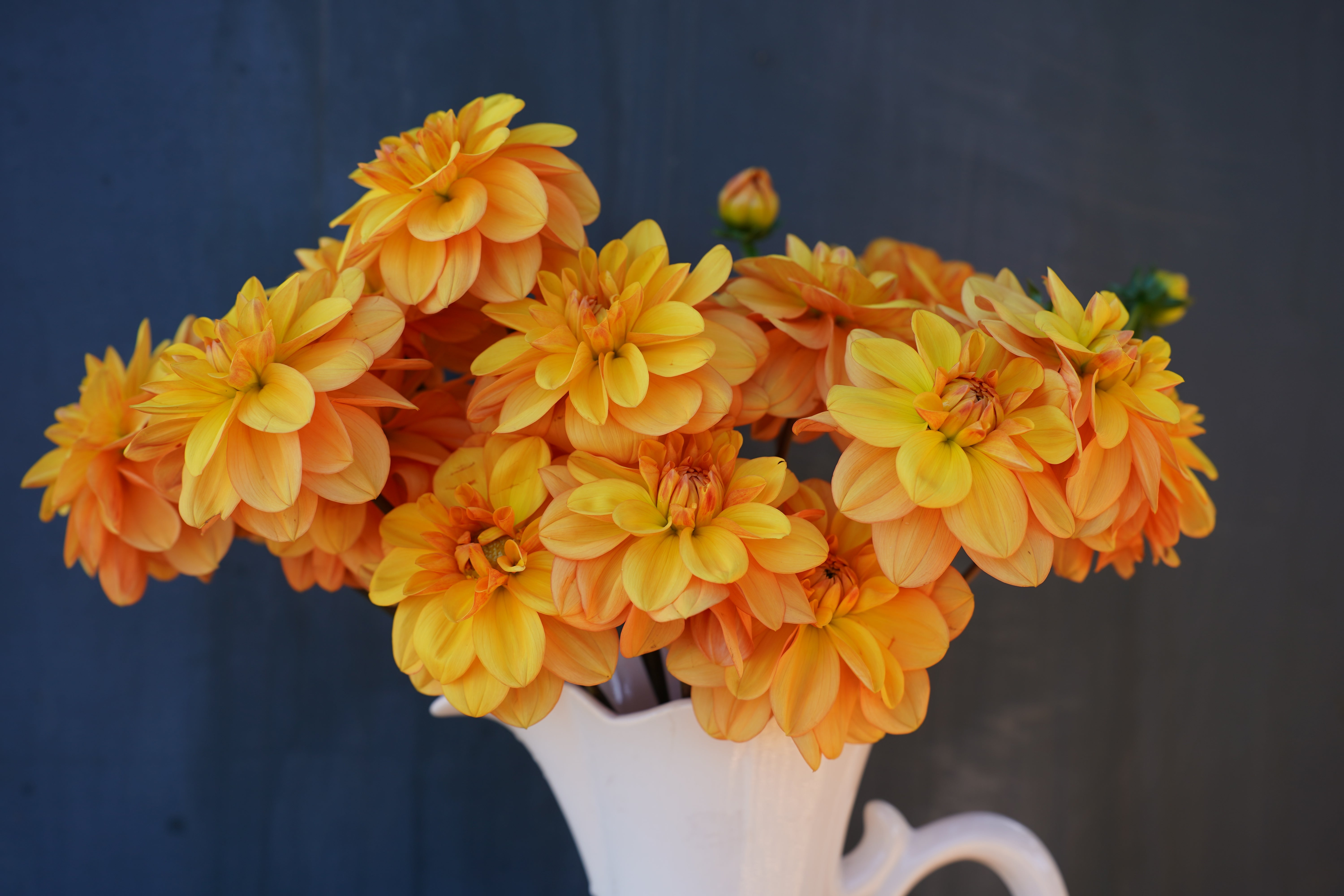 Ginger Snap Dahlia Tuber
