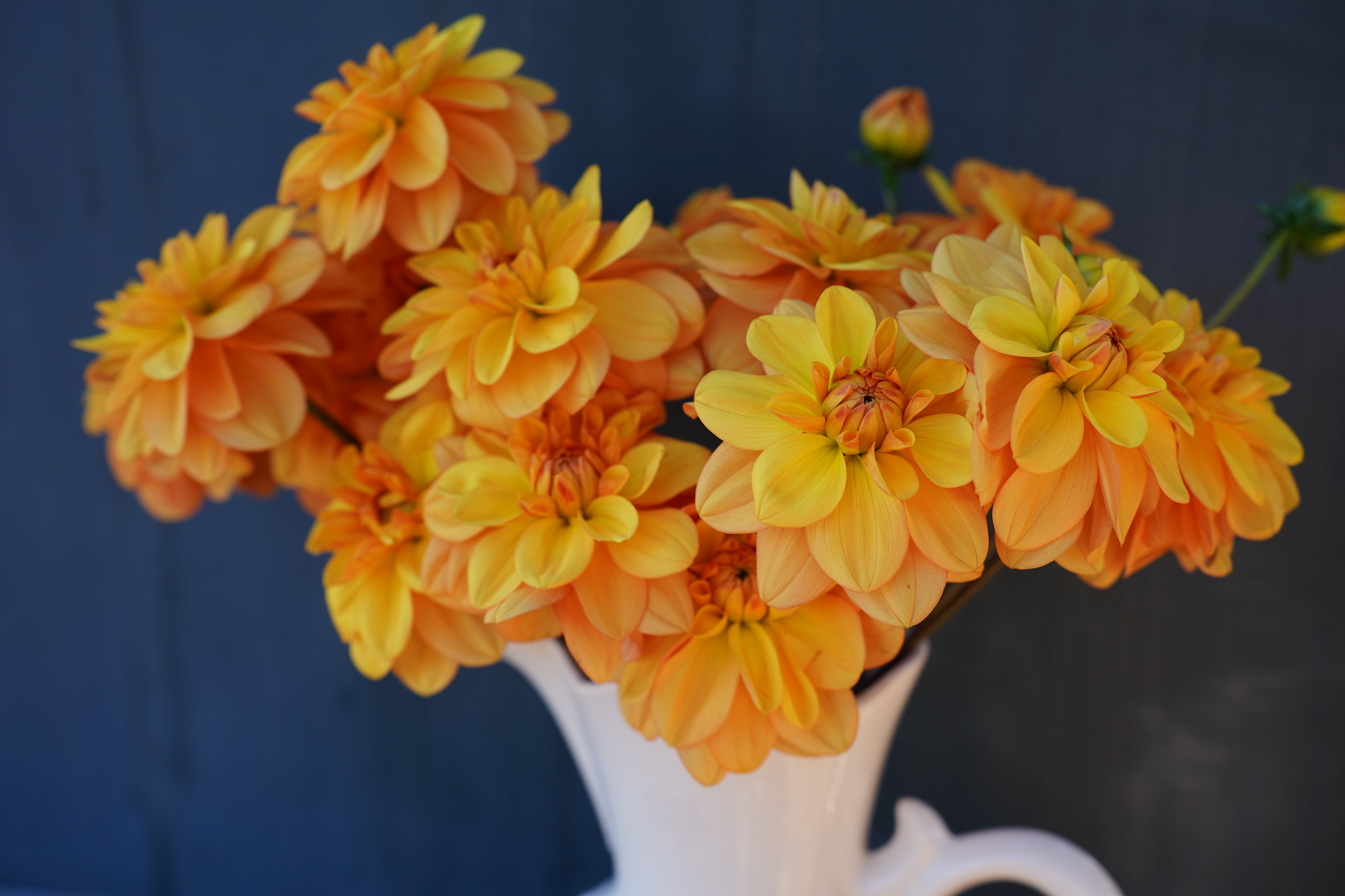 Ginger Snap Dahlia Tuber