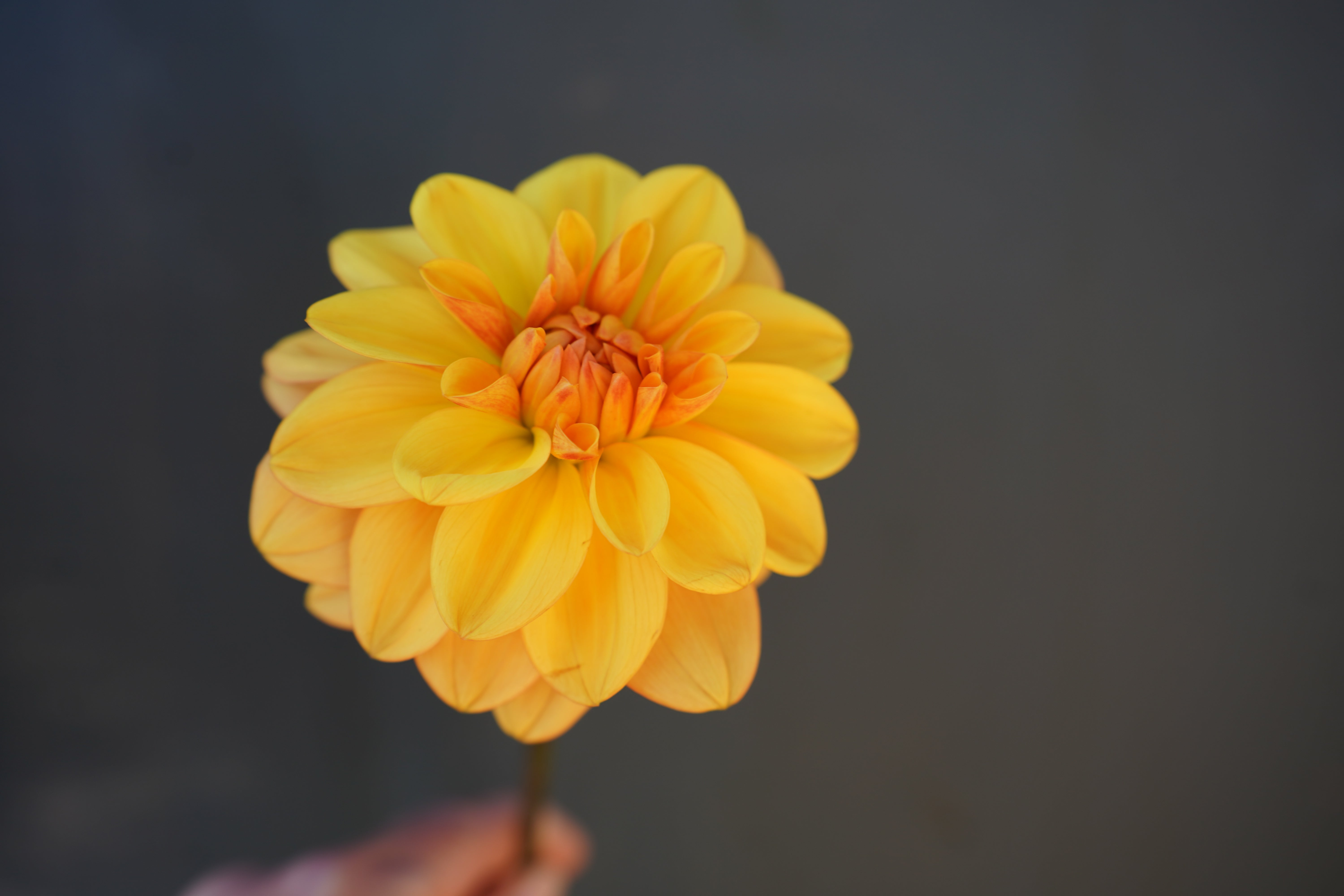 Ginger Snap Dahlia Tuber