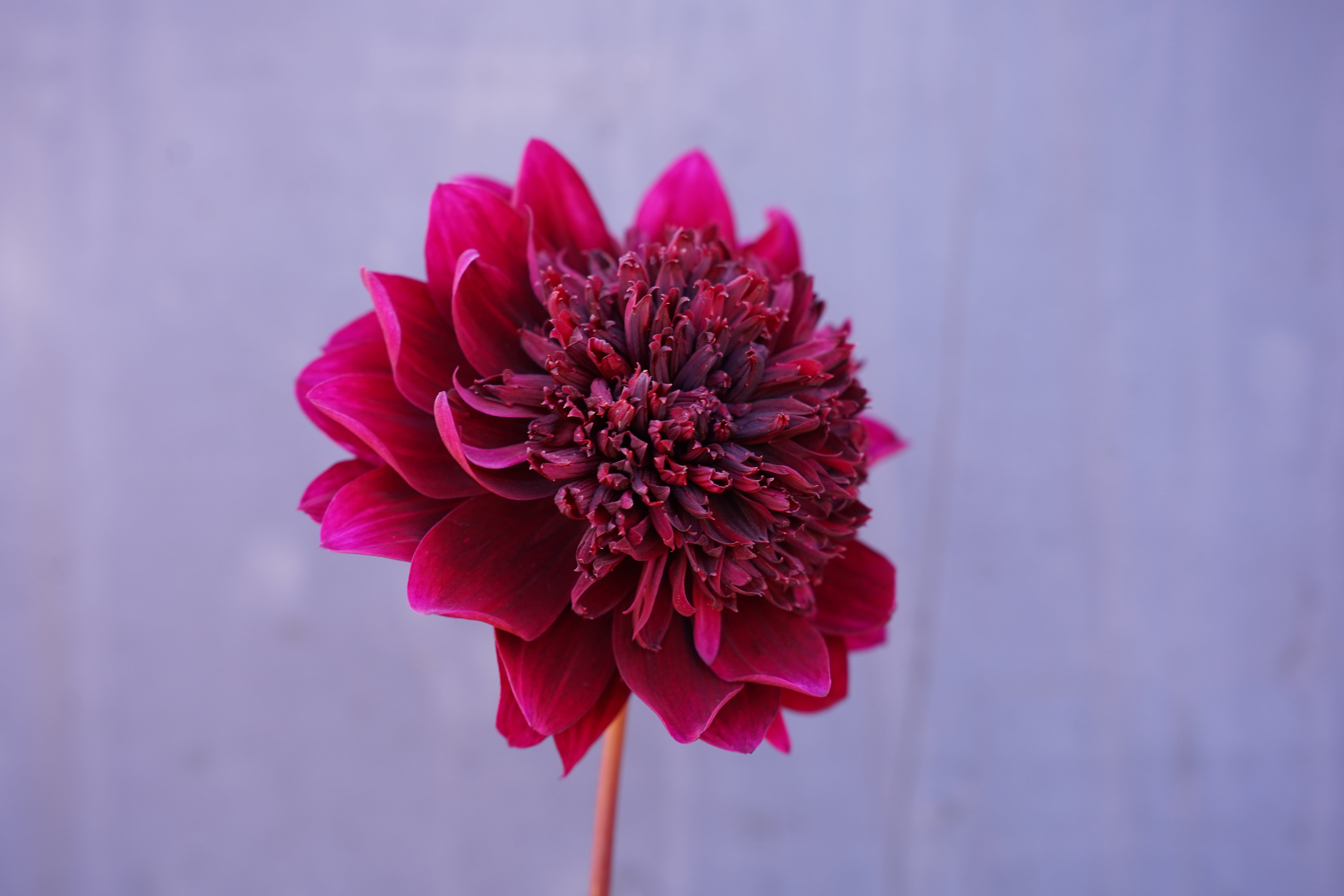 Soulman Dahlia Tuber