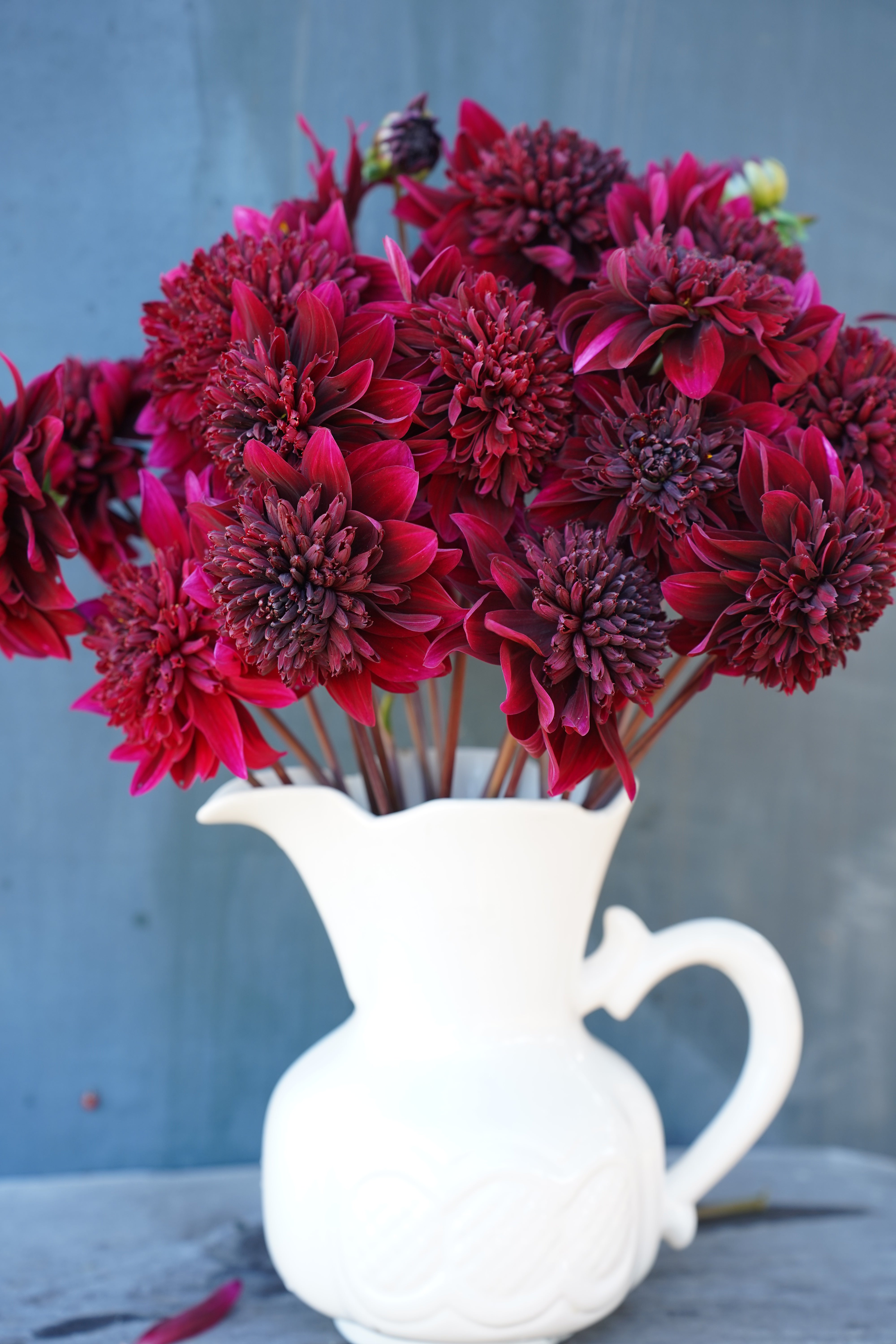 Soulman Dahlia Tuber