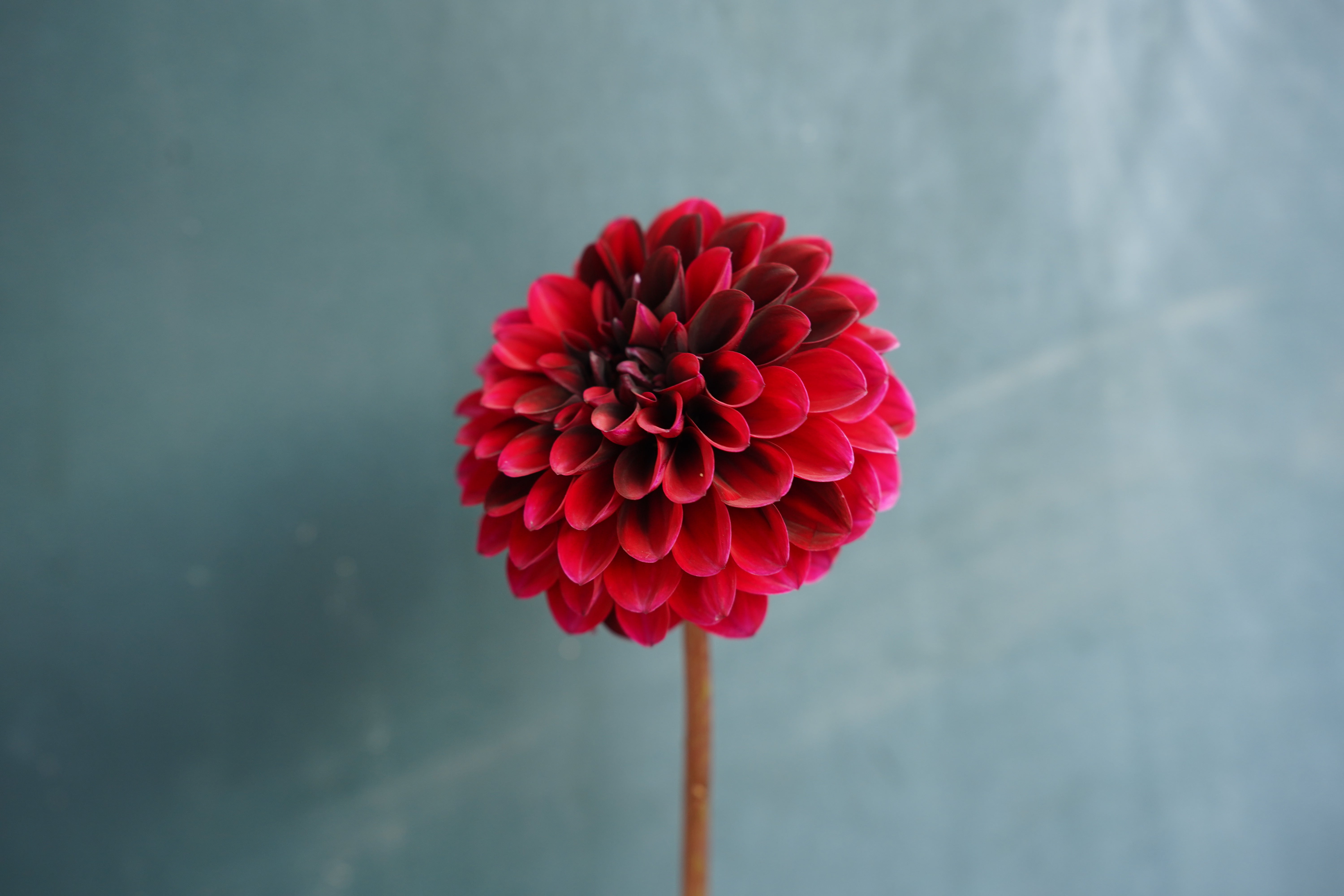 Bloomquist Champion Dahlia Tuber