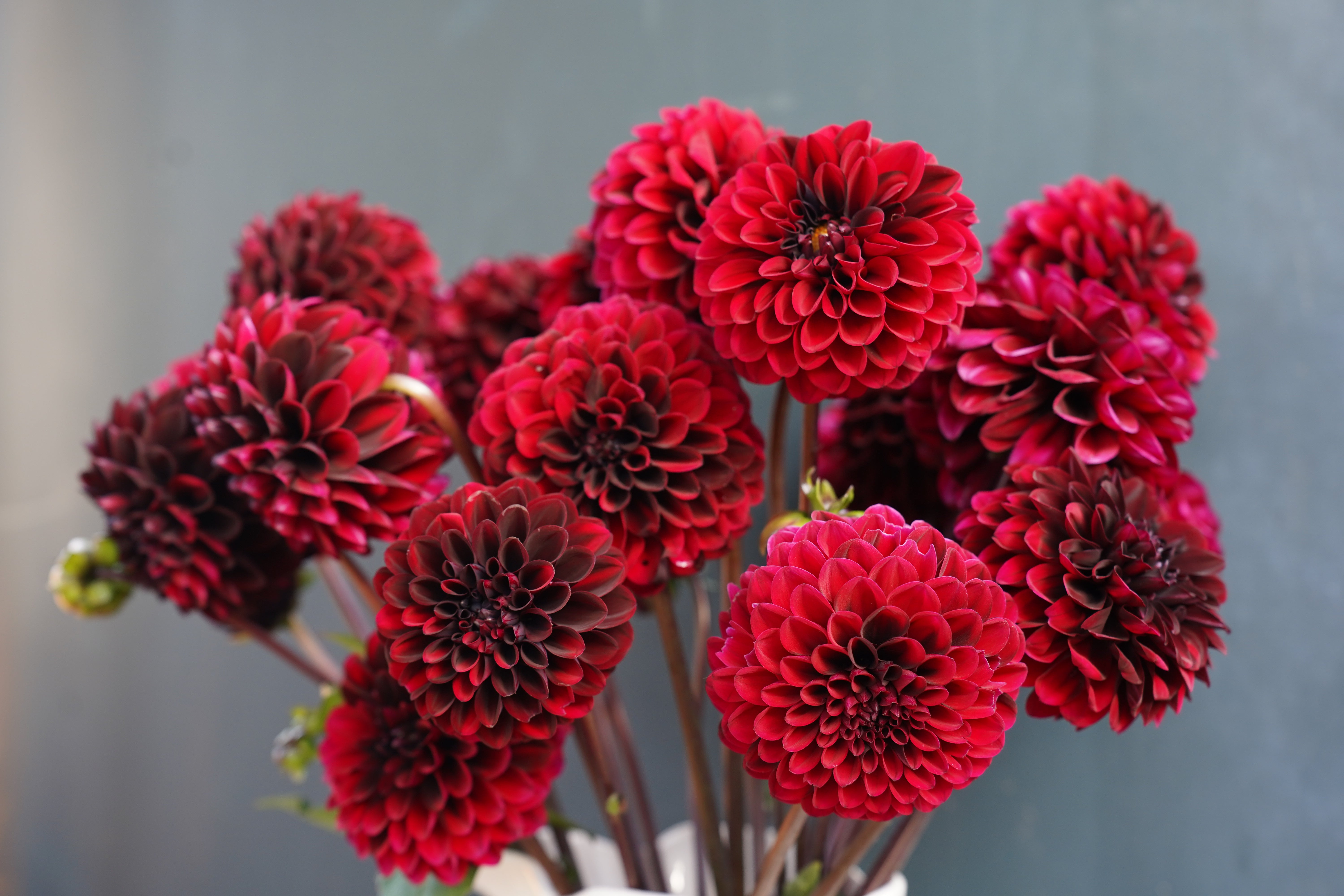 Bloomquist Champion Dahlia Tuber